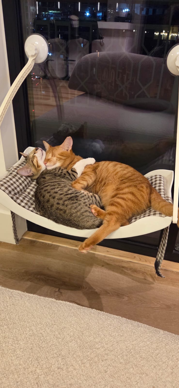 Help Bonded Kittens Copper & Ash Fly to Holland ✈️ campaign photo, 4 of 8