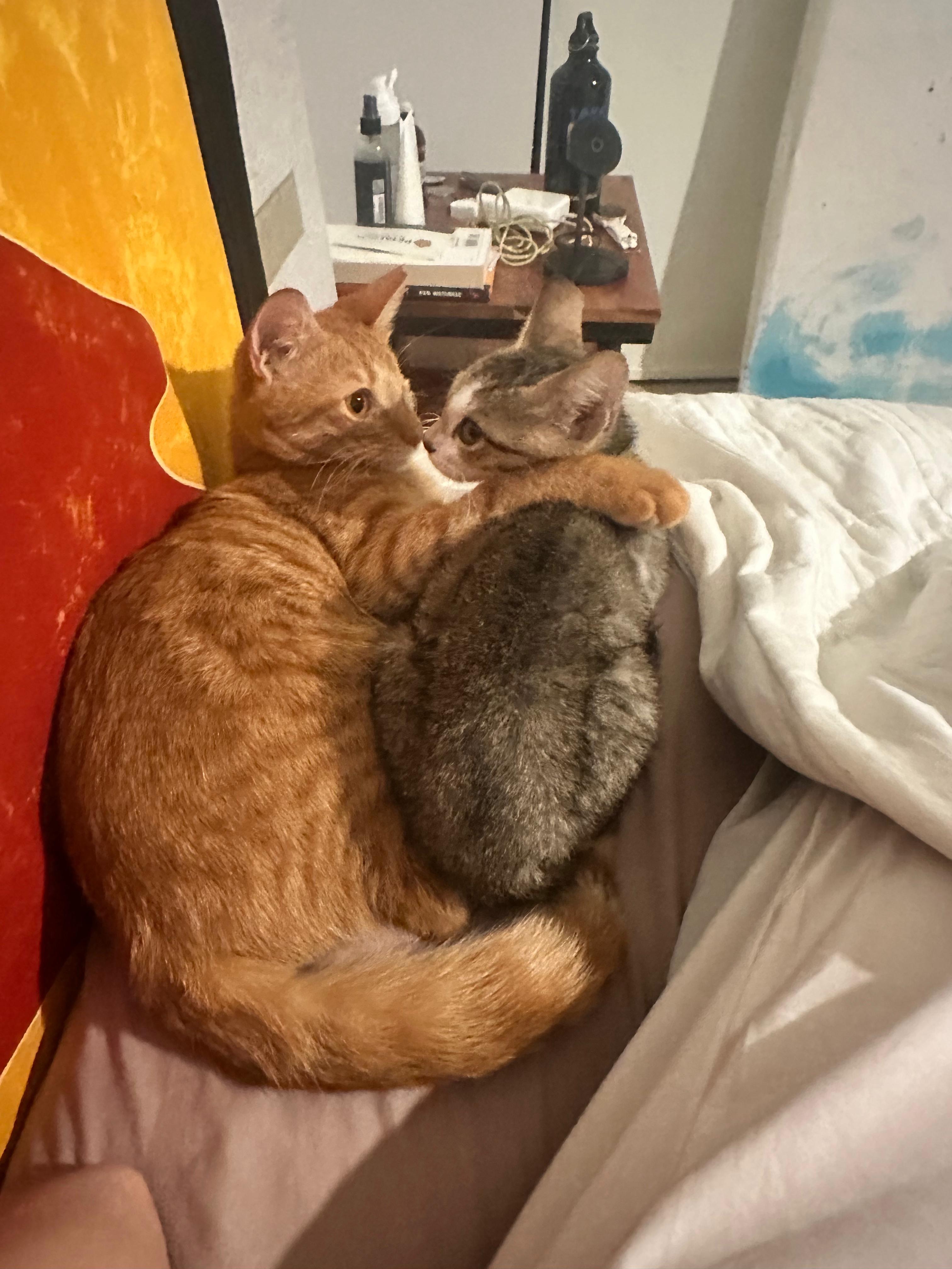 Help Bonded Kittens Copper & Ash Fly to Holland ✈️ campaign photo, 6 of 8