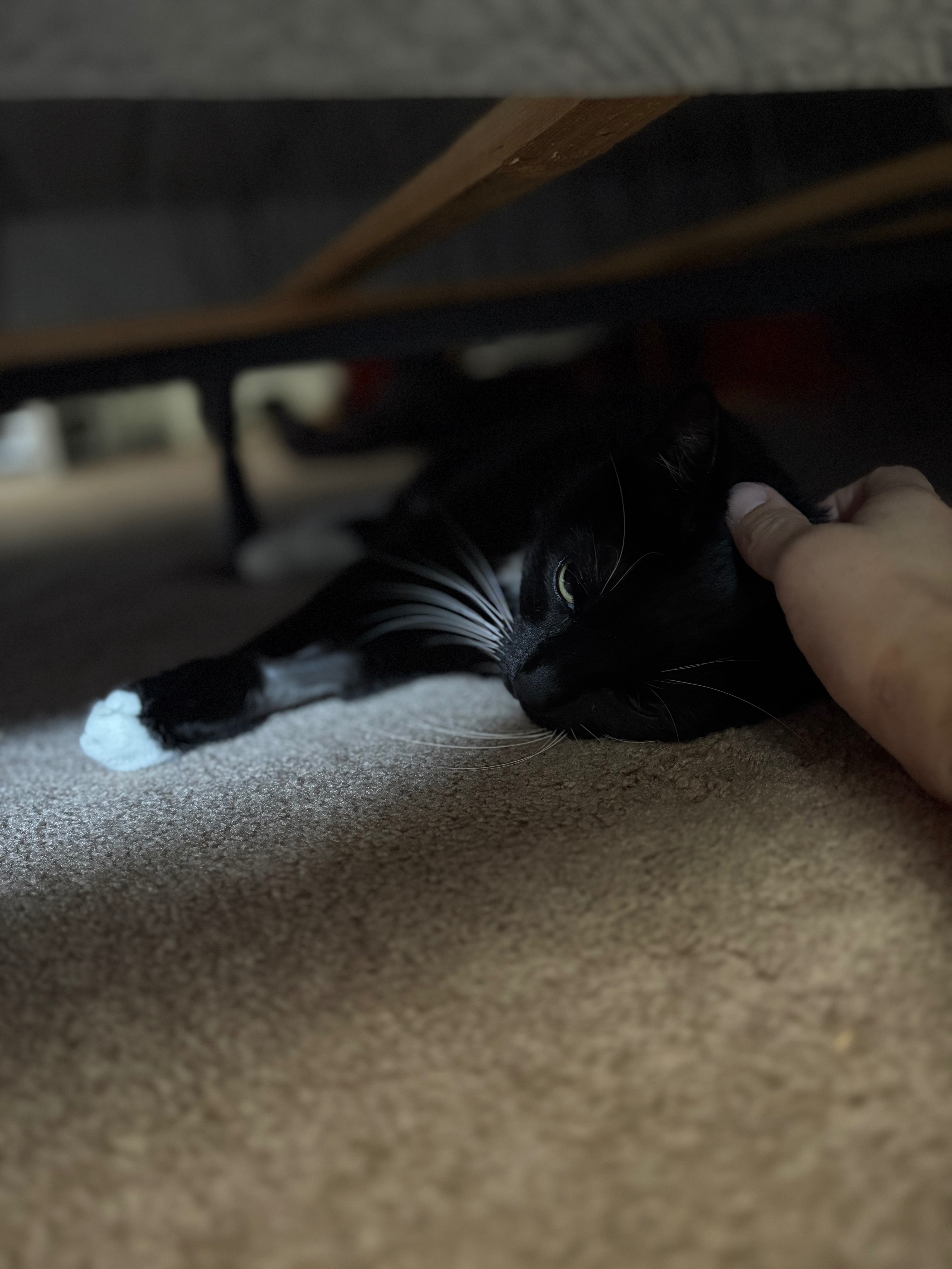 Extend Salem's Life: Urgent Help Needed campaign photo, 6 of 7