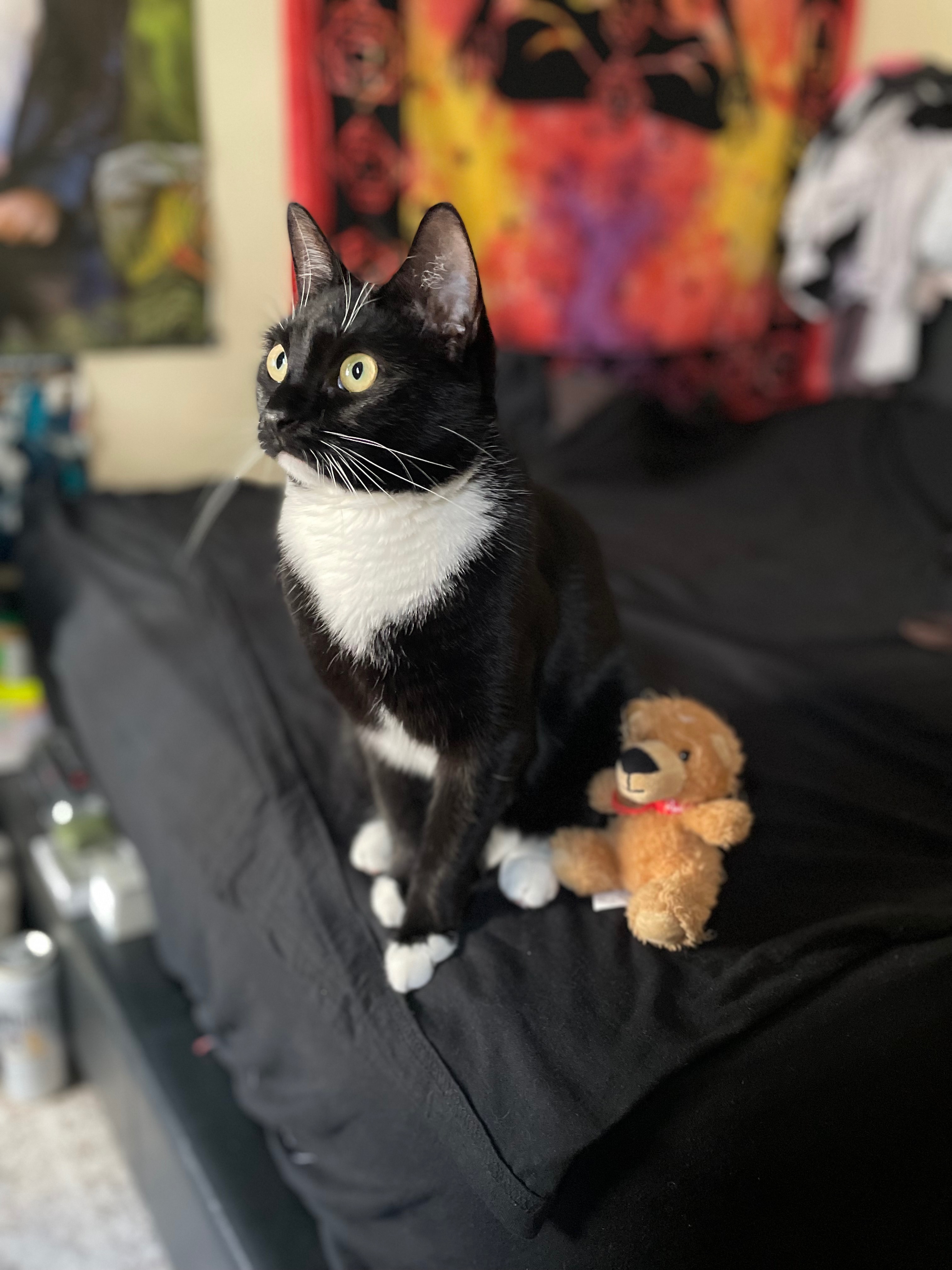 Extend Salem's Life: Urgent Help Needed campaign photo, 5 of 7