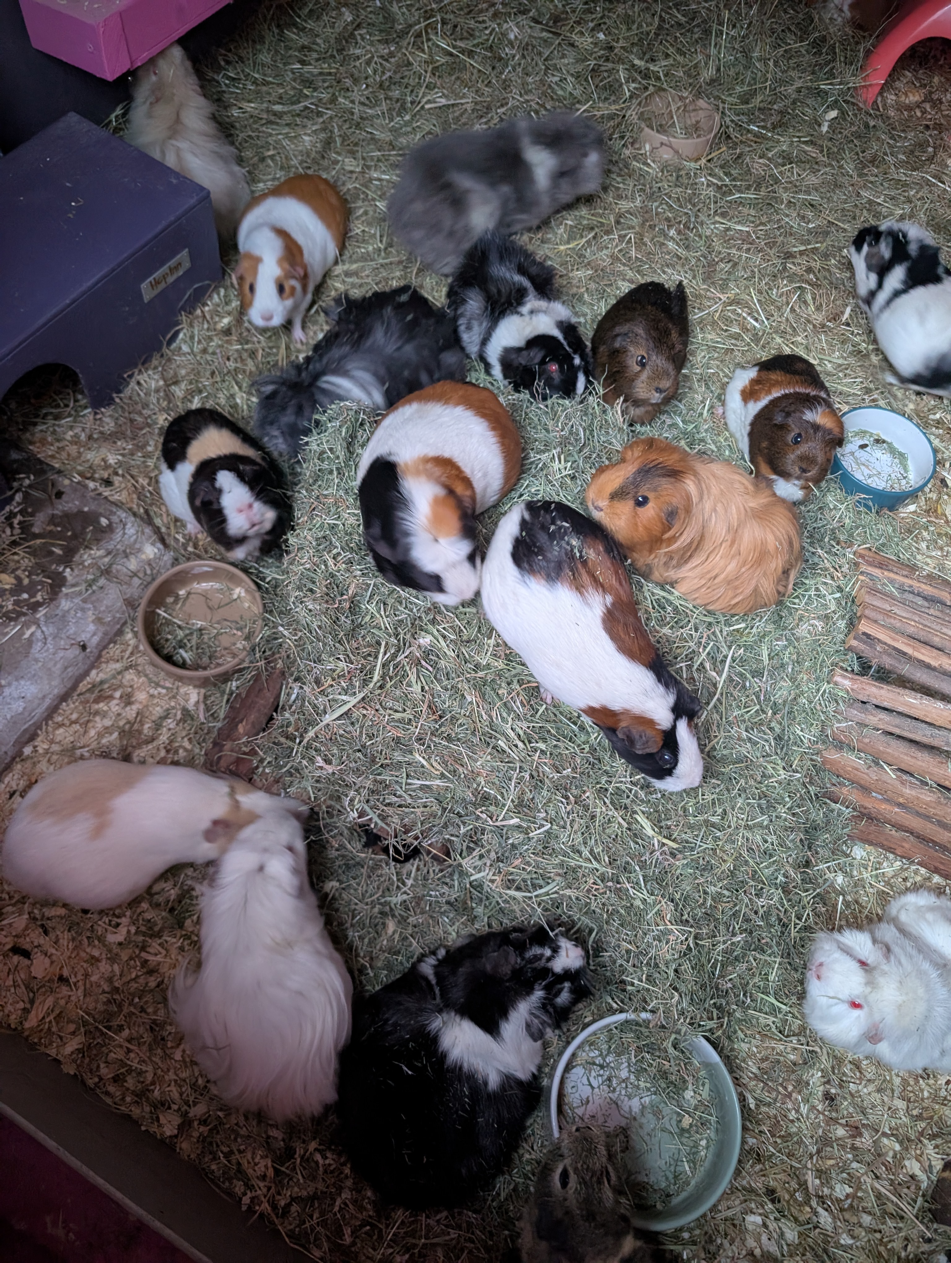 Urgent Appeal for Keki's Guinea Pig and Rabbit Rescue CIC campaign photo, 5 of 6