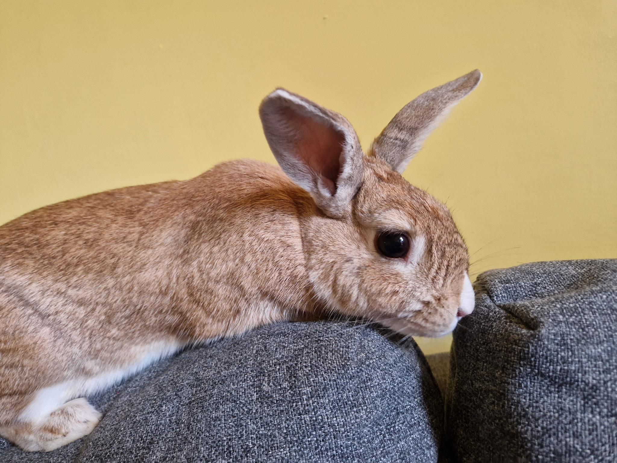 Urgent Appeal for Keki's Guinea Pig and Rabbit Rescue CIC campaign photo, 2 of 6