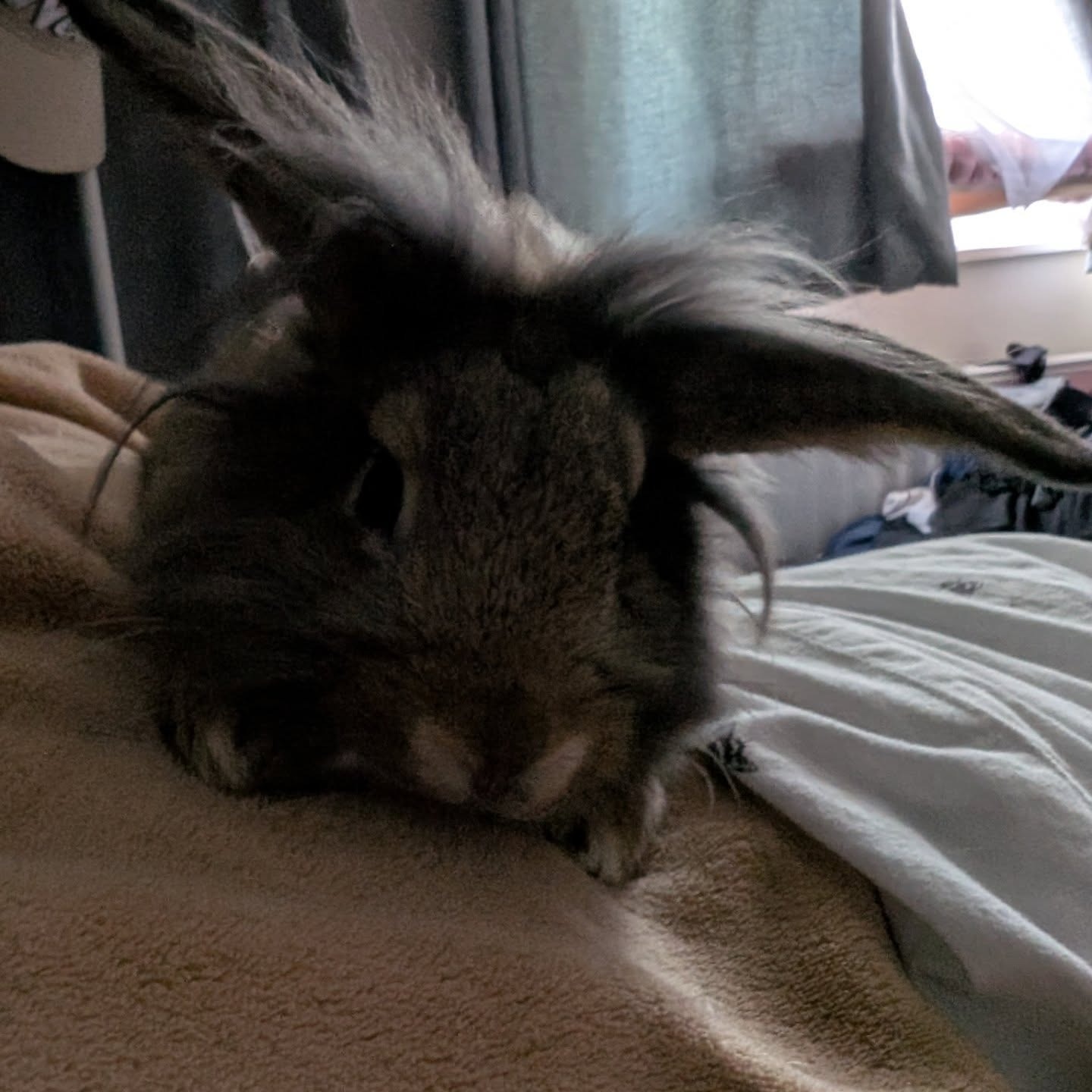 Urgent Appeal for Keki's Guinea Pig and Rabbit Rescue CIC campaign photo, 4 of 6