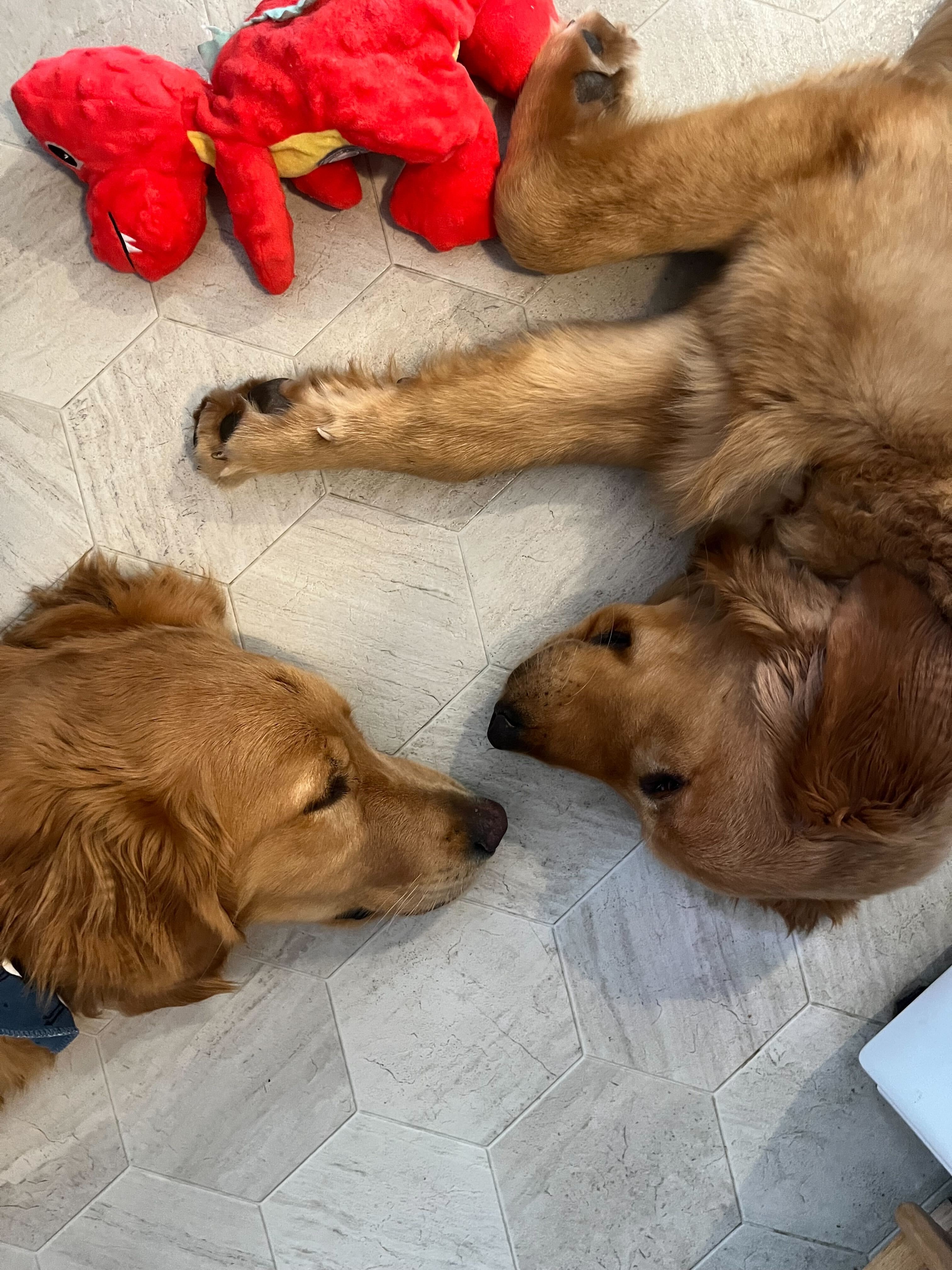 The [Mis]Adventures of Sam & Dean and the Emergency Vet campaign photo, 4 of 8