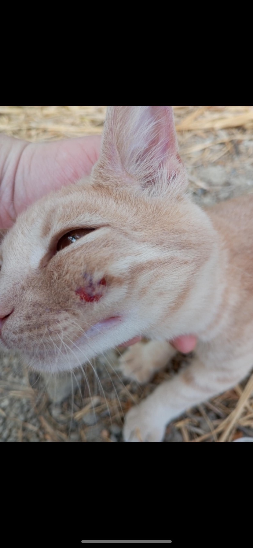 Kitten run over in Rhodes campaign photo, 5 of 6