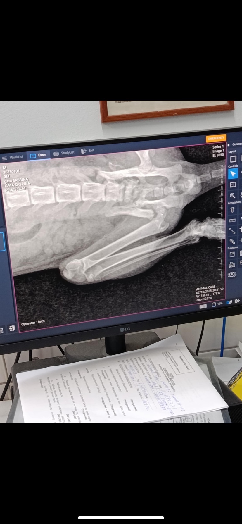 Kitten run over in Rhodes campaign photo, 2 of 6