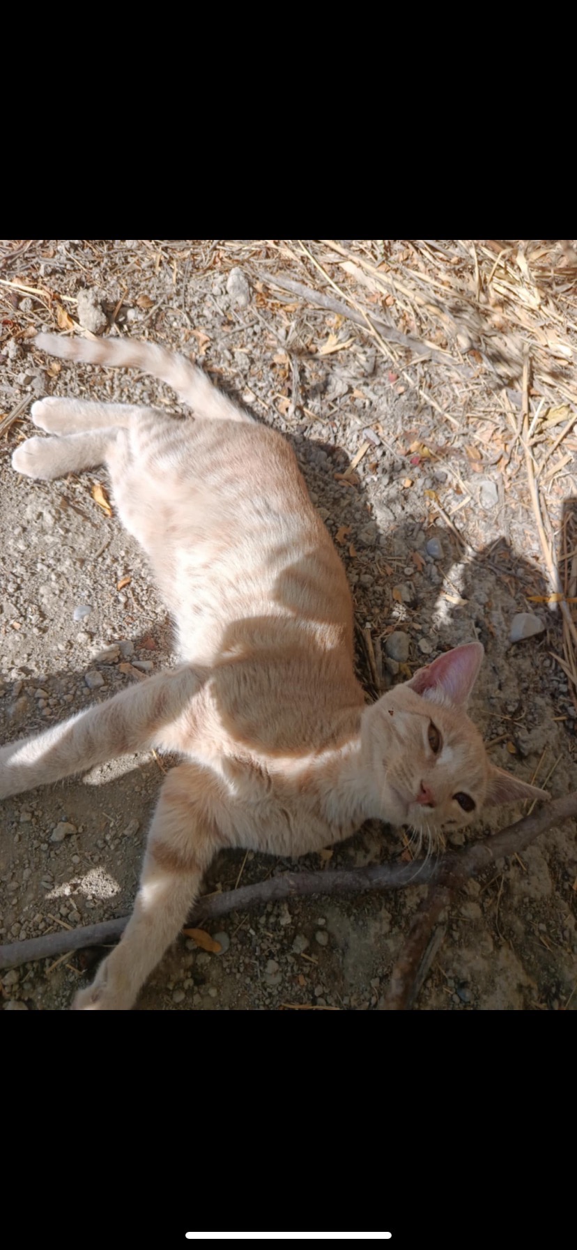 Kitten run over in Rhodes campaign photo, 4 of 6