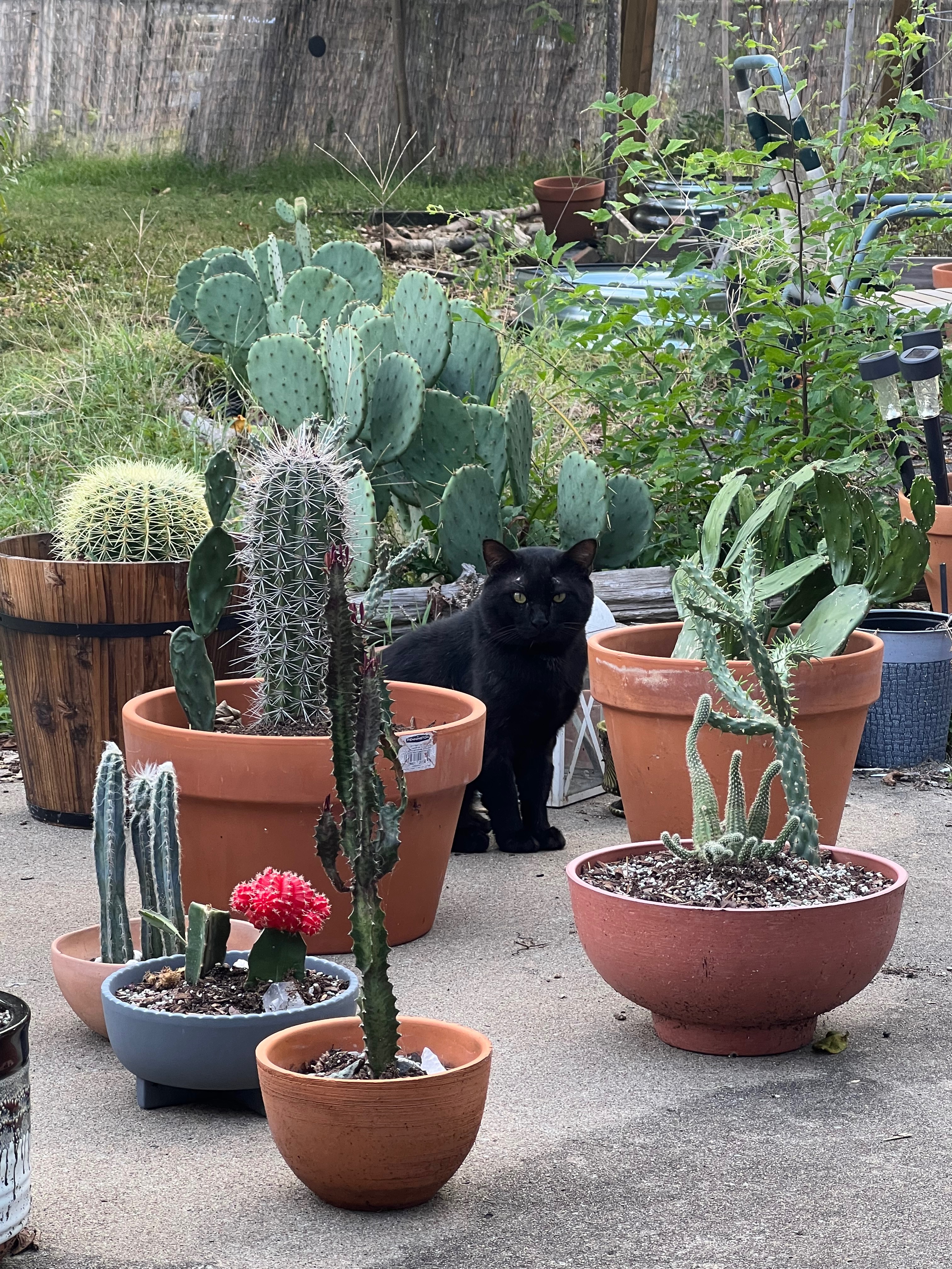 Donate to Maria's Stray Cat Rescue Efforts campaign photo, 7 of 8