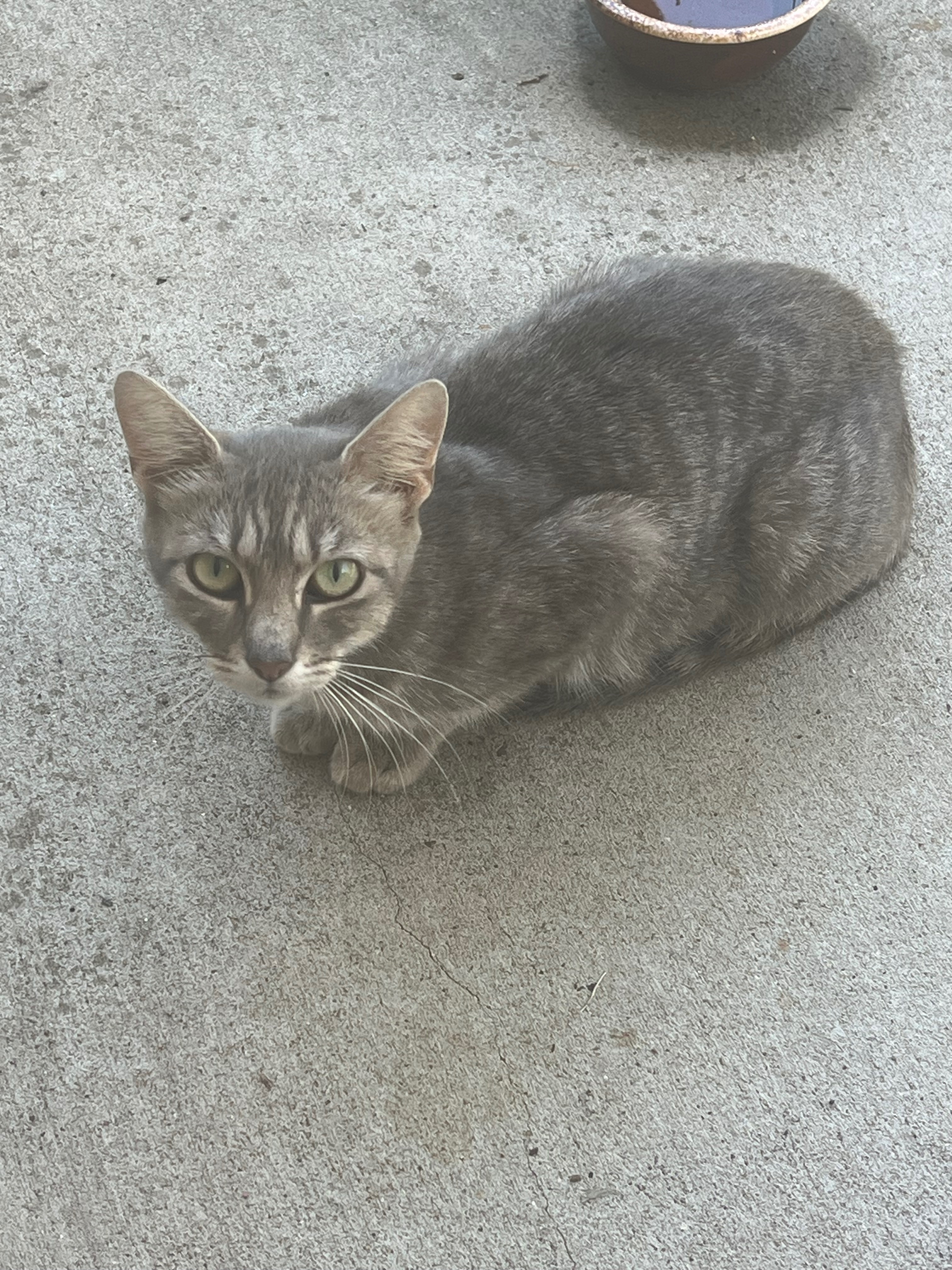 Donate to Maria's Stray Cat Rescue Efforts campaign photo, 4 of 8