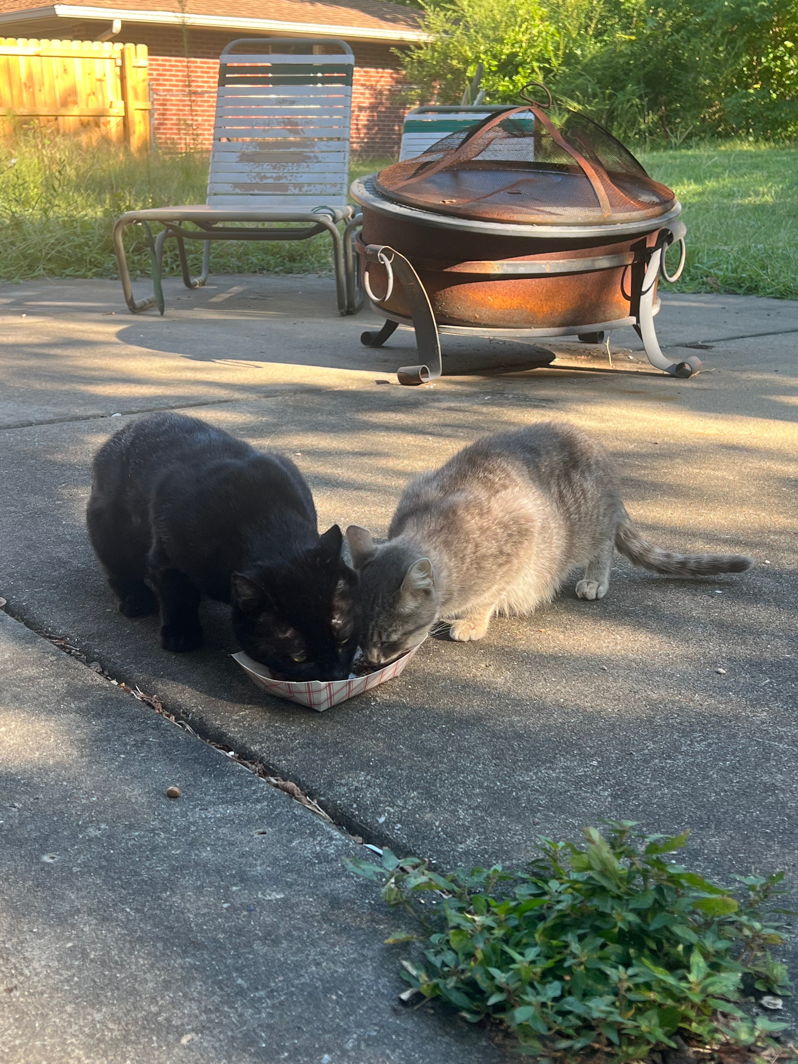 Donate to Maria's Stray Cat Rescue Efforts campaign photo, 2 of 8