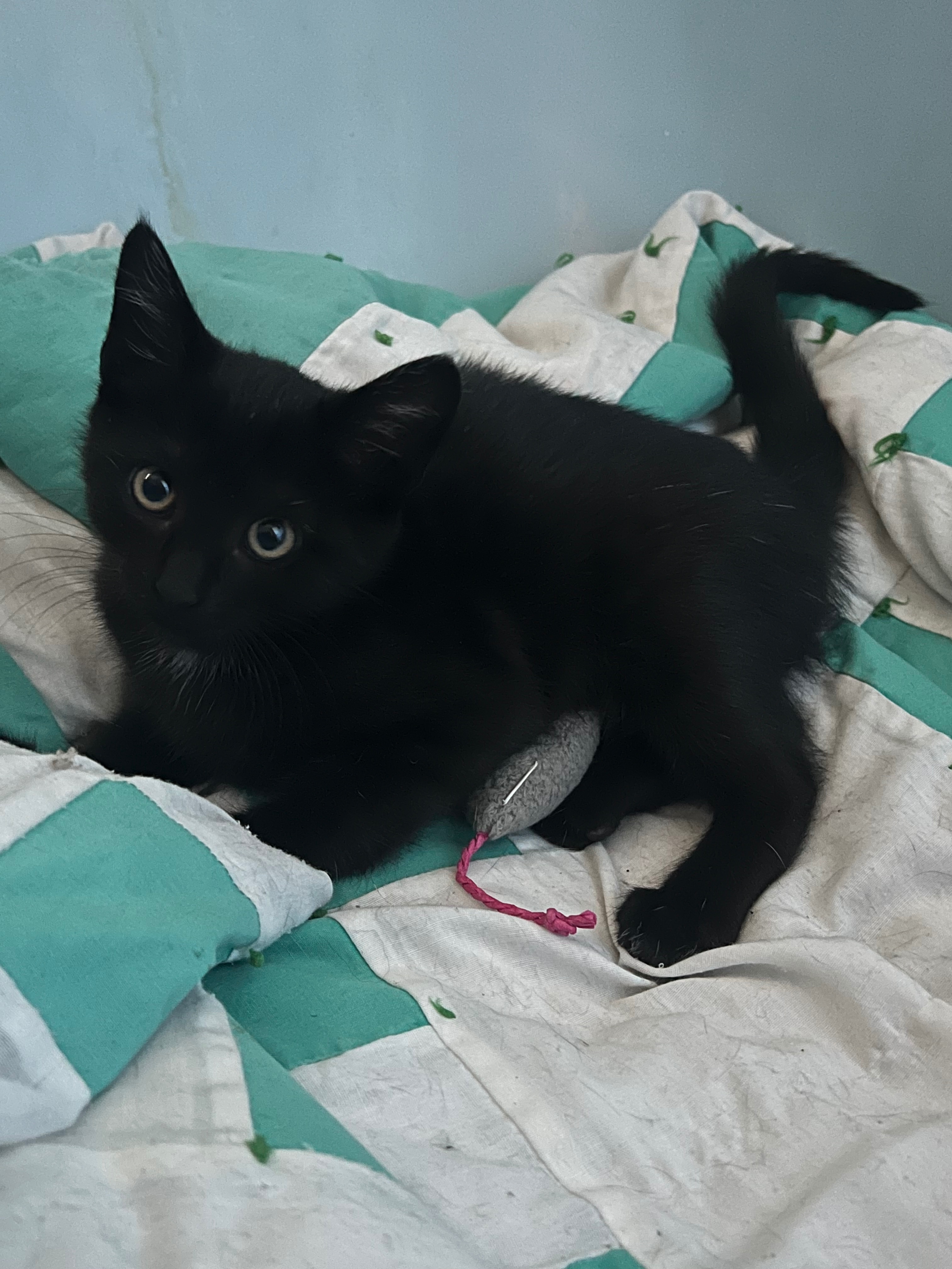 Donate to Maria's Stray Cat Rescue Efforts campaign photo, 5 of 8