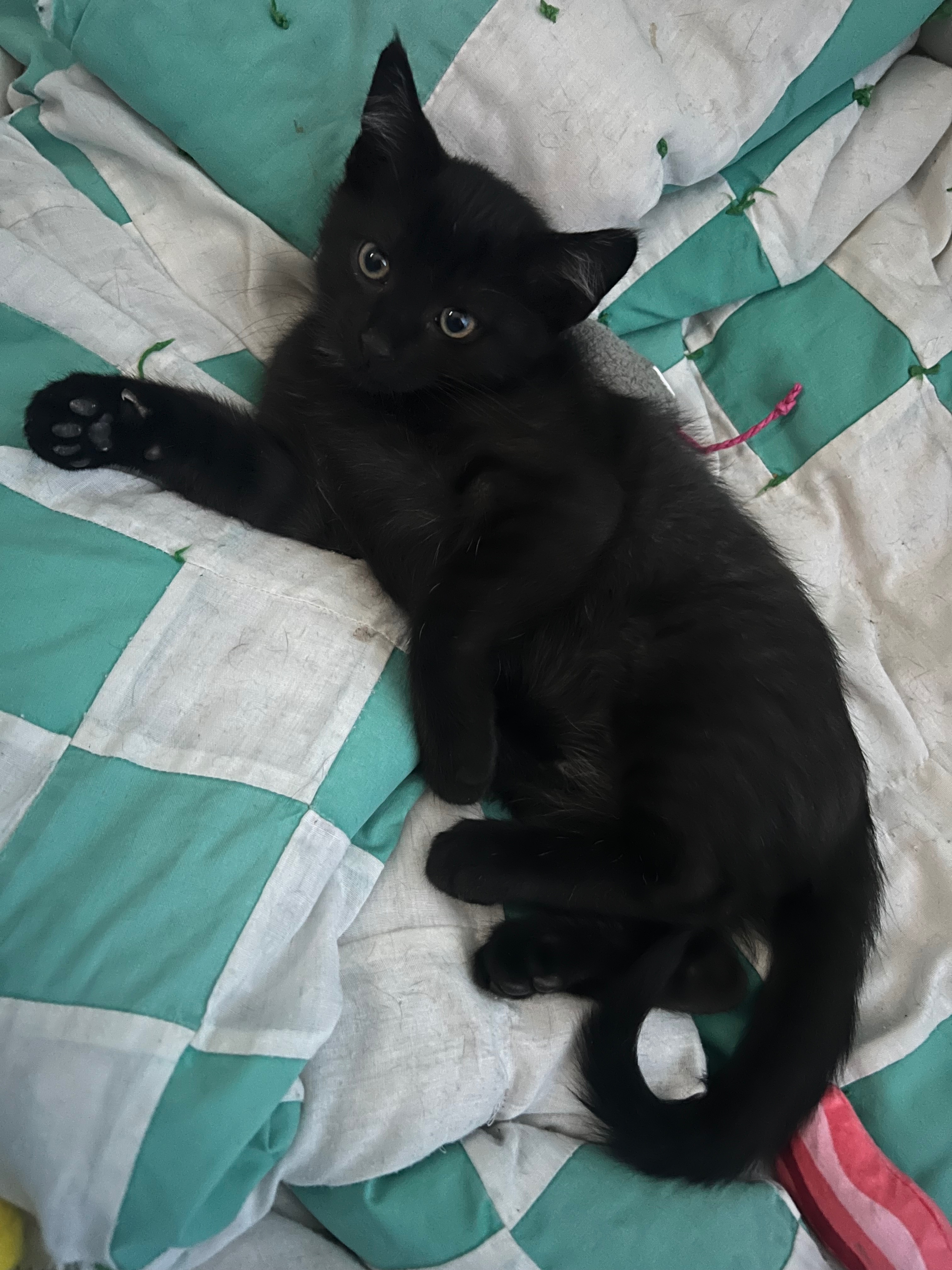 Donate to Maria's Stray Cat Rescue Efforts campaign photo, 6 of 8
