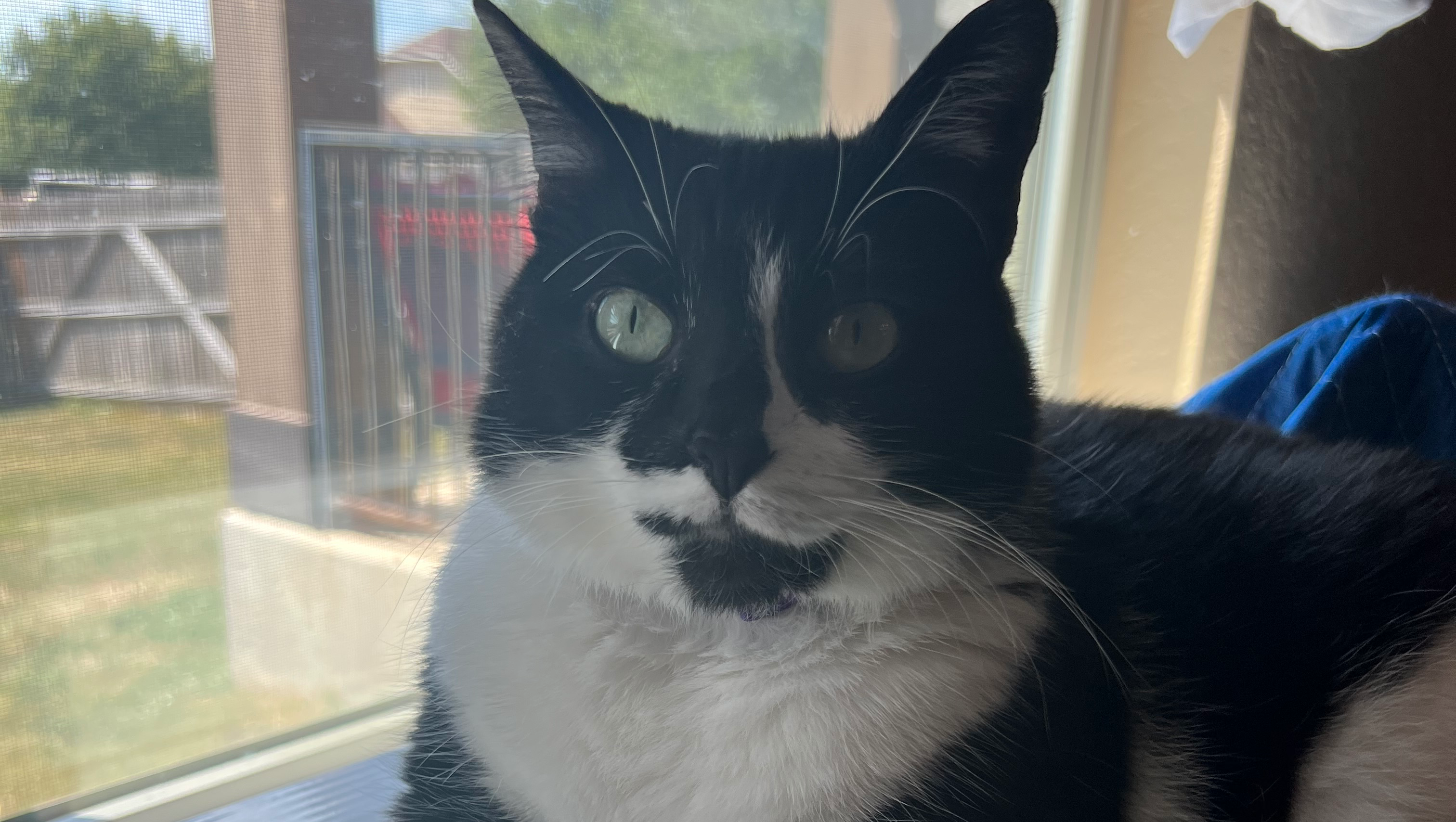 Fundraiser by Faith Day : Support Ollie's Life-Saving Surgery