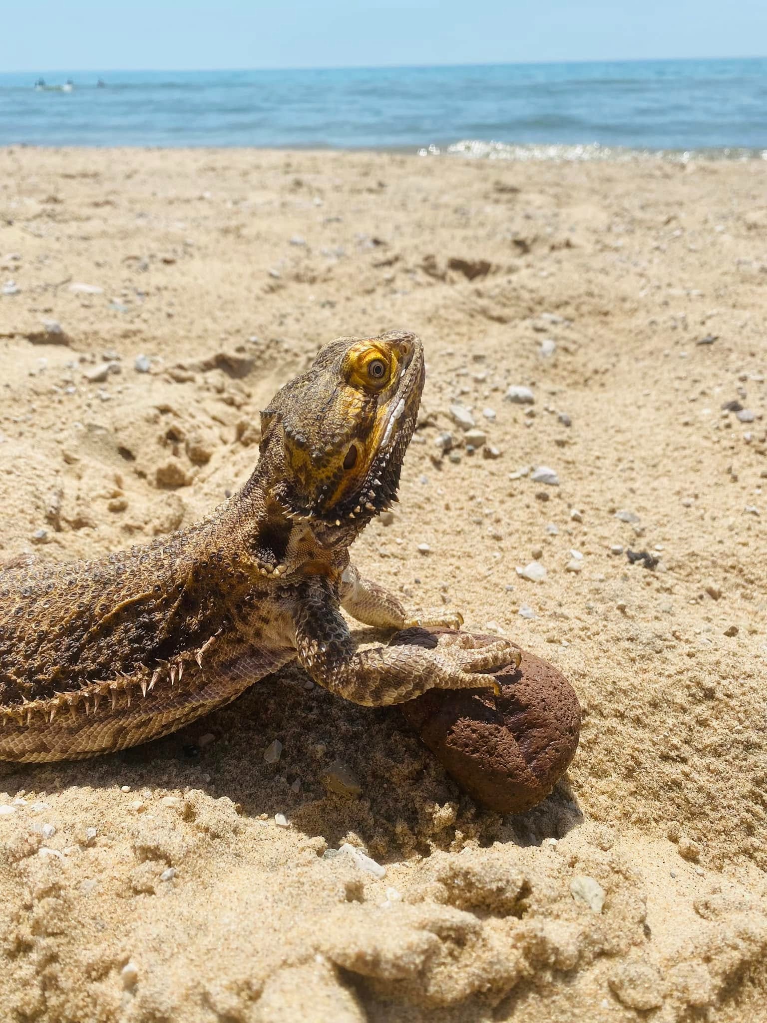 Help Sara and her lizard stay housed & safe campaign photo, 2 of 4
