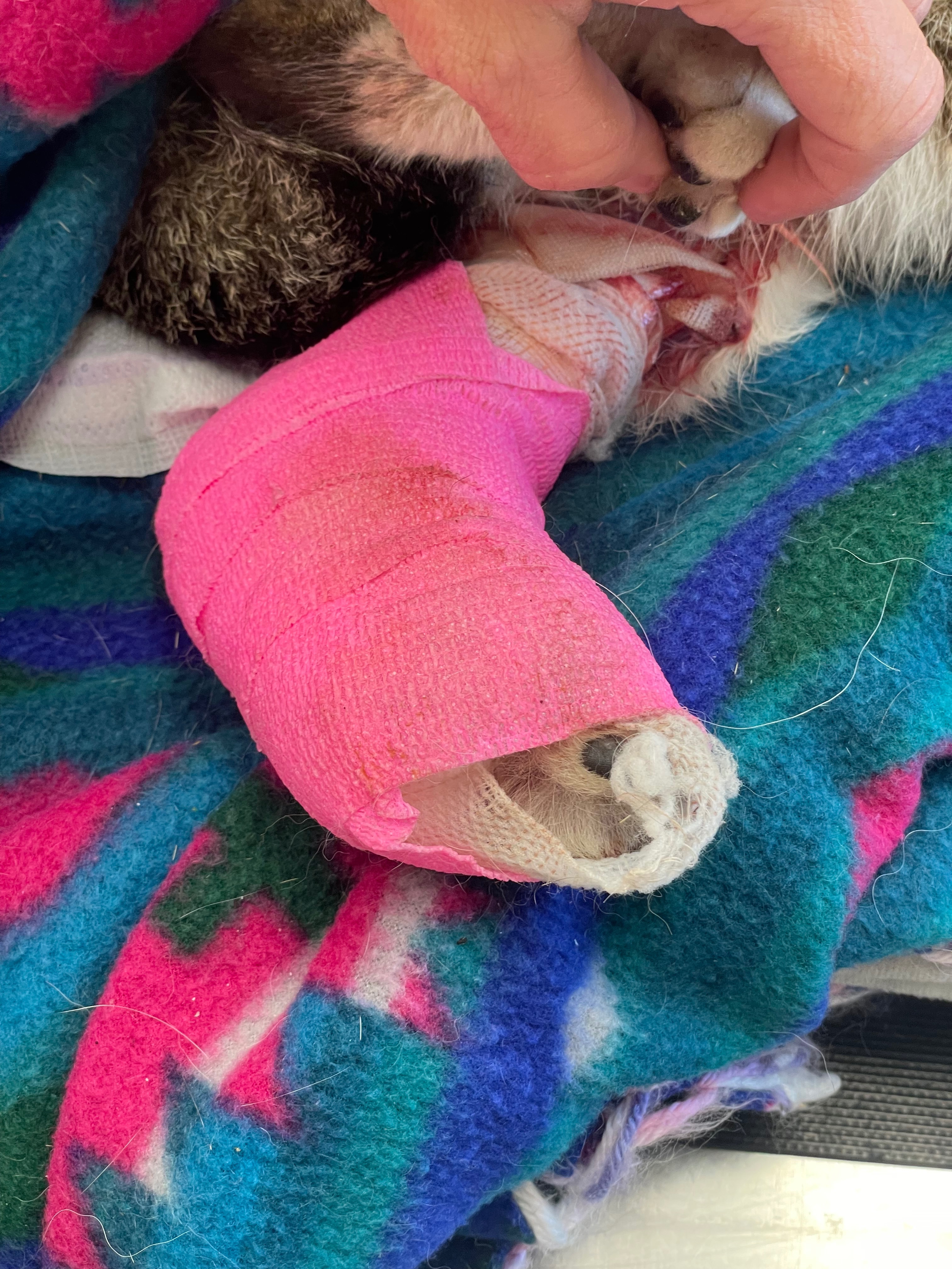 Helping Lucifer recover from a fox attack campaign photo, 4 of 8