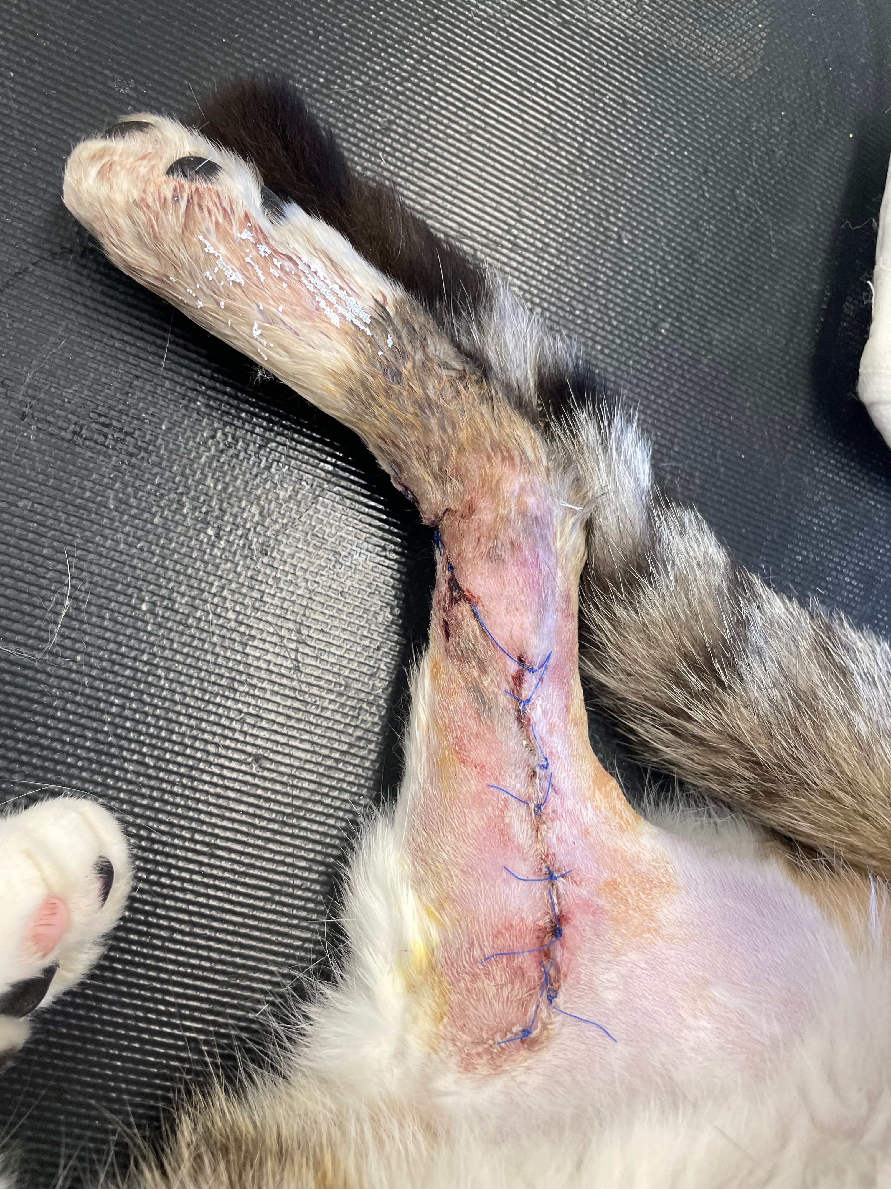 Helping Lucifer recover from a fox attack campaign photo, 5 of 8
