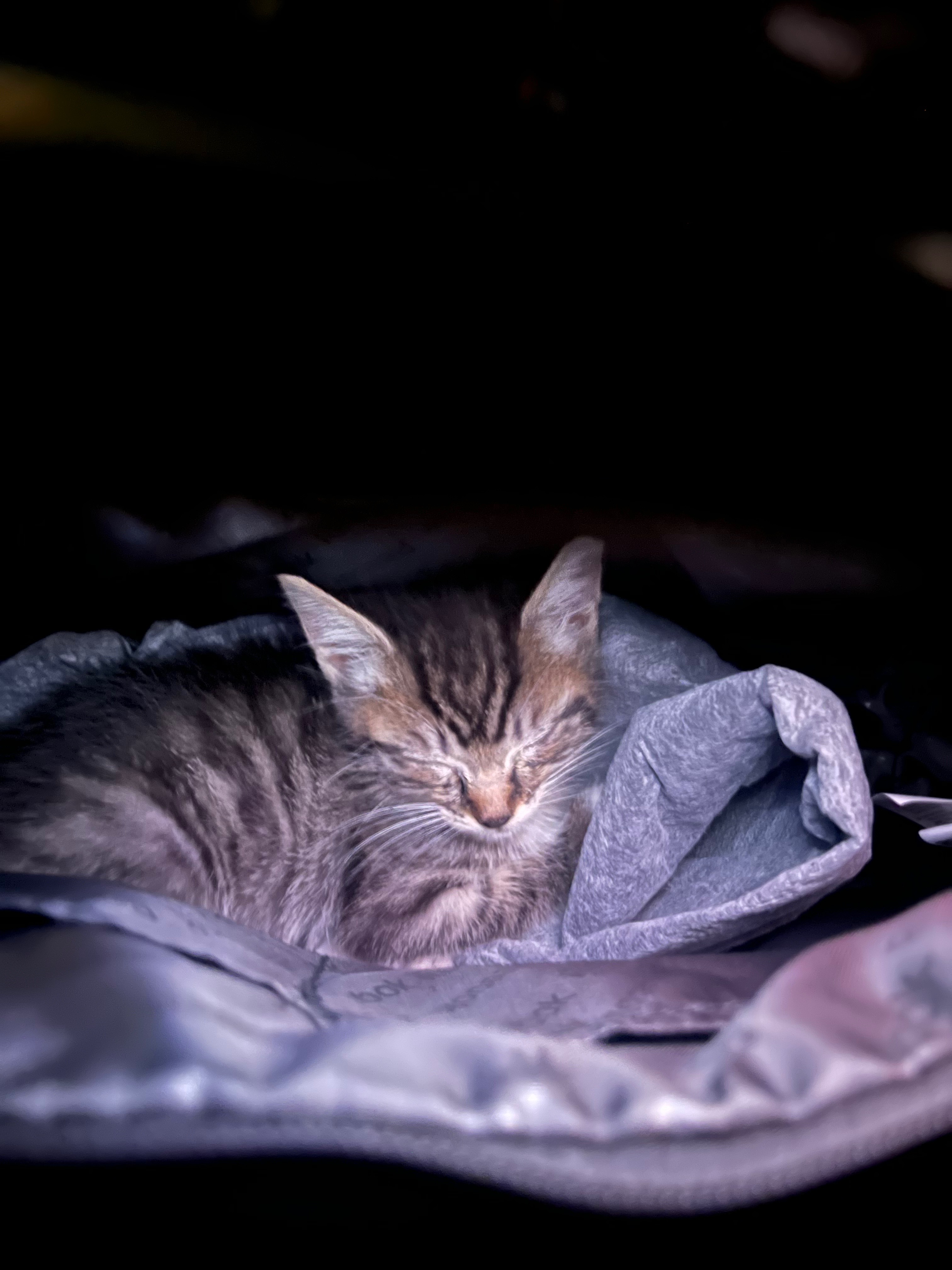 Help Harding’s Favorite Cat, a Life He Deserves campaign photo, 4 of 5