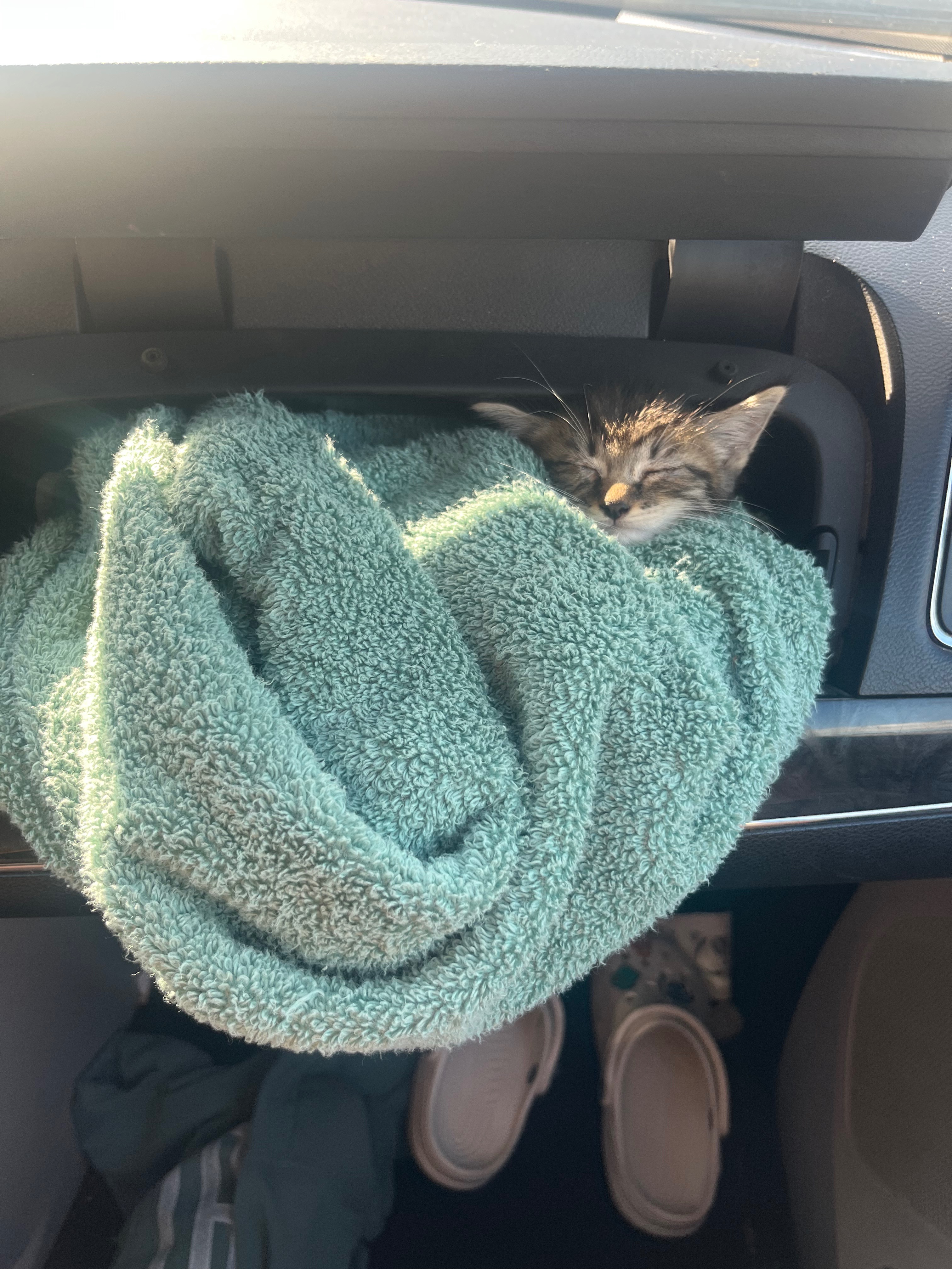 Help Harding’s Favorite Cat, a Life He Deserves campaign photo, 2 of 5