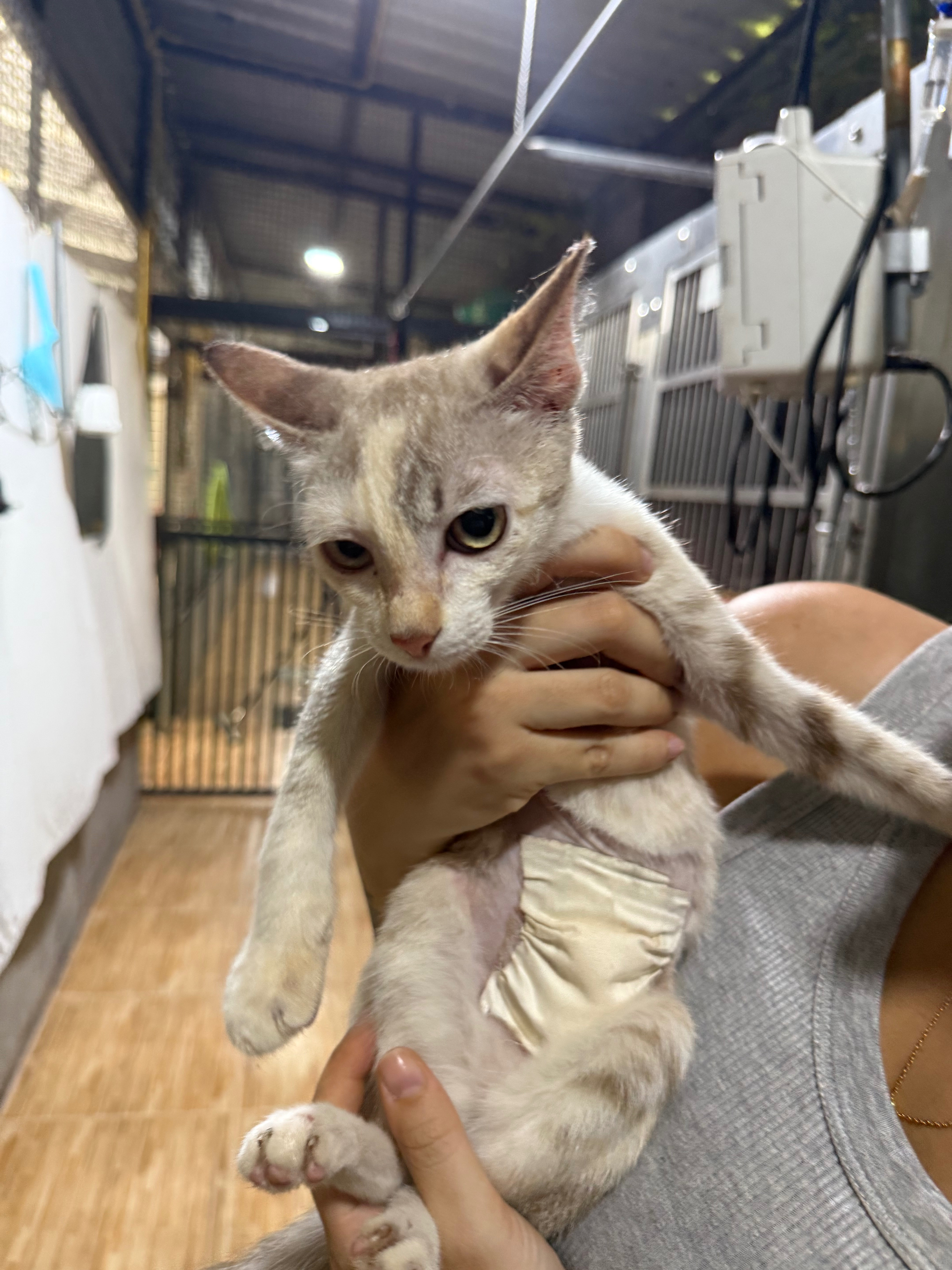 Please help the dogs & cats of Thailand campaign photo, 2 of 7