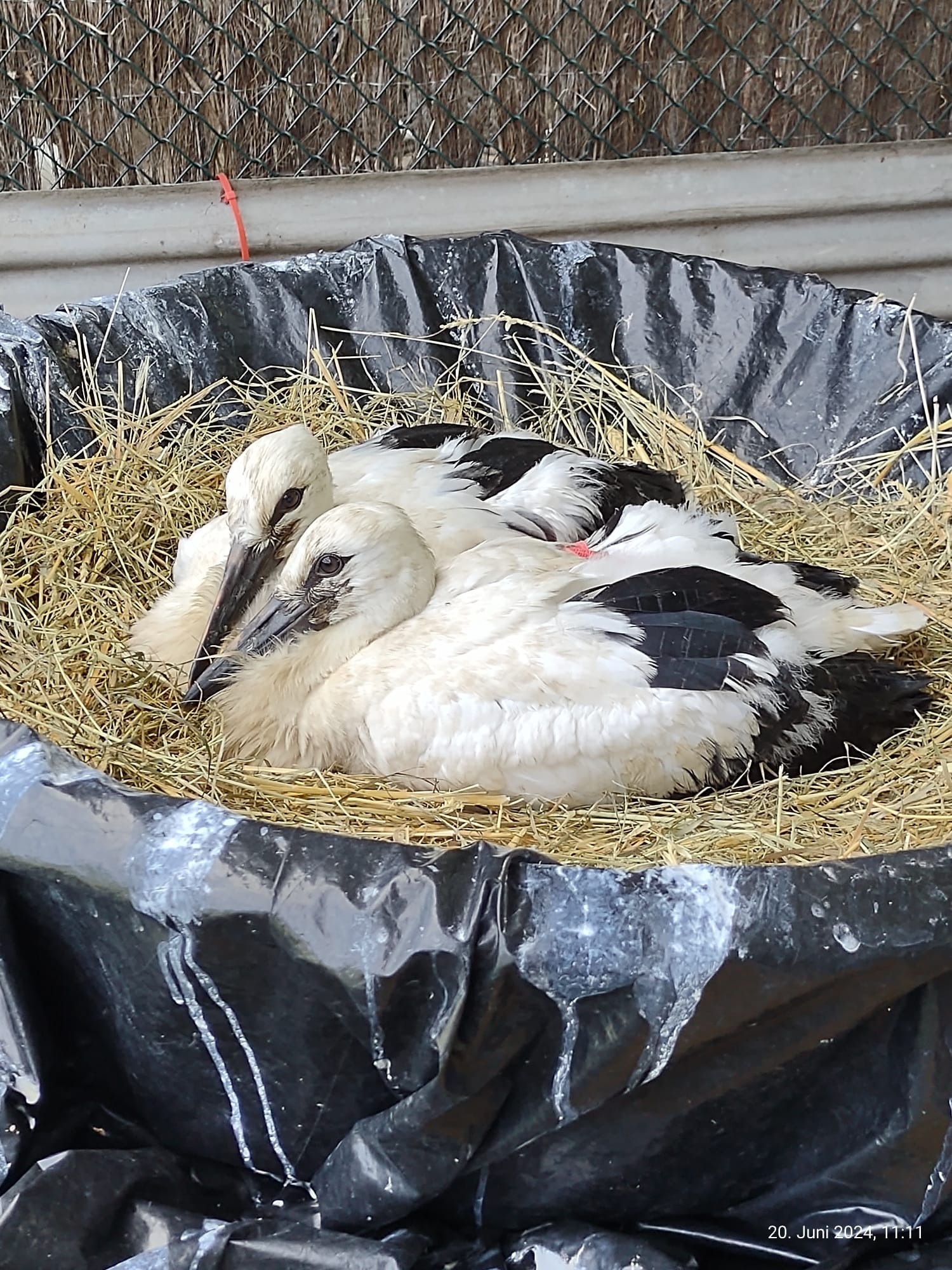Storchennest mit Mast campaign photo, 4 of 5