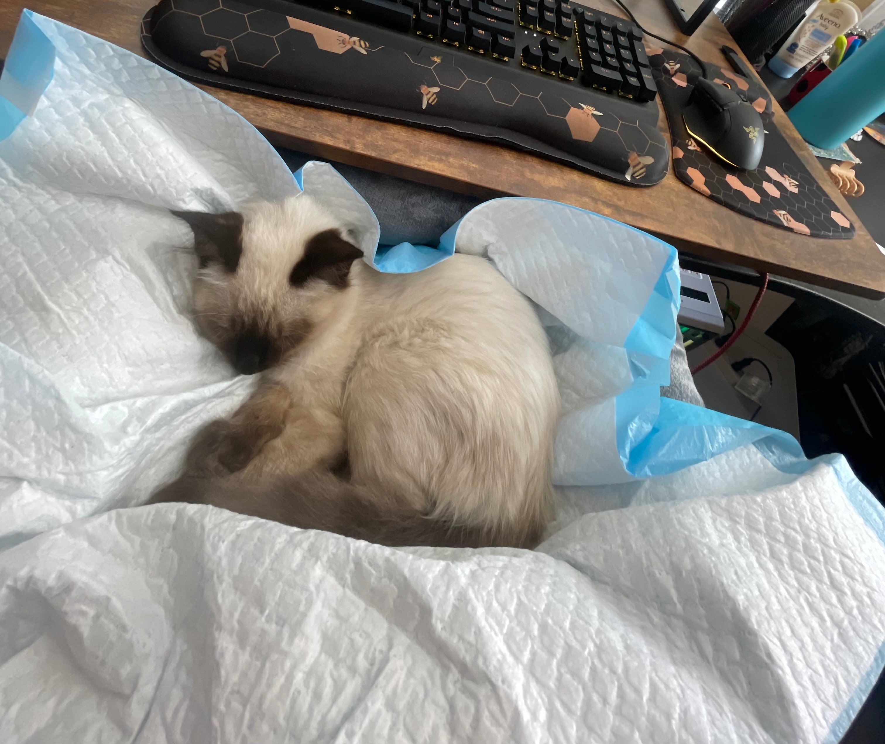 Save Oakey, Siamese kitten hit by car campaign photo, 7 of 8