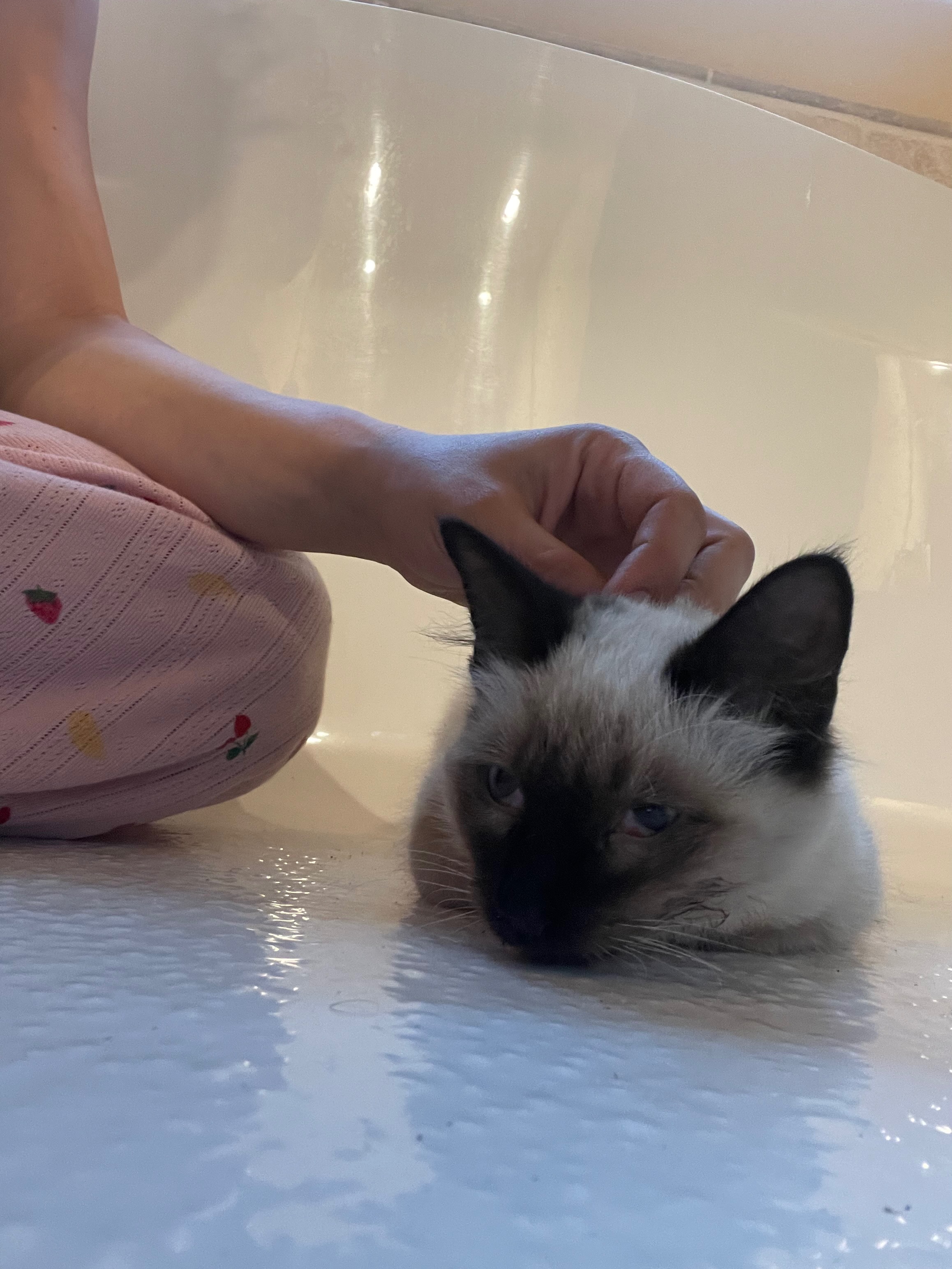 Save Oakey, Siamese kitten hit by car campaign photo, 2 of 8