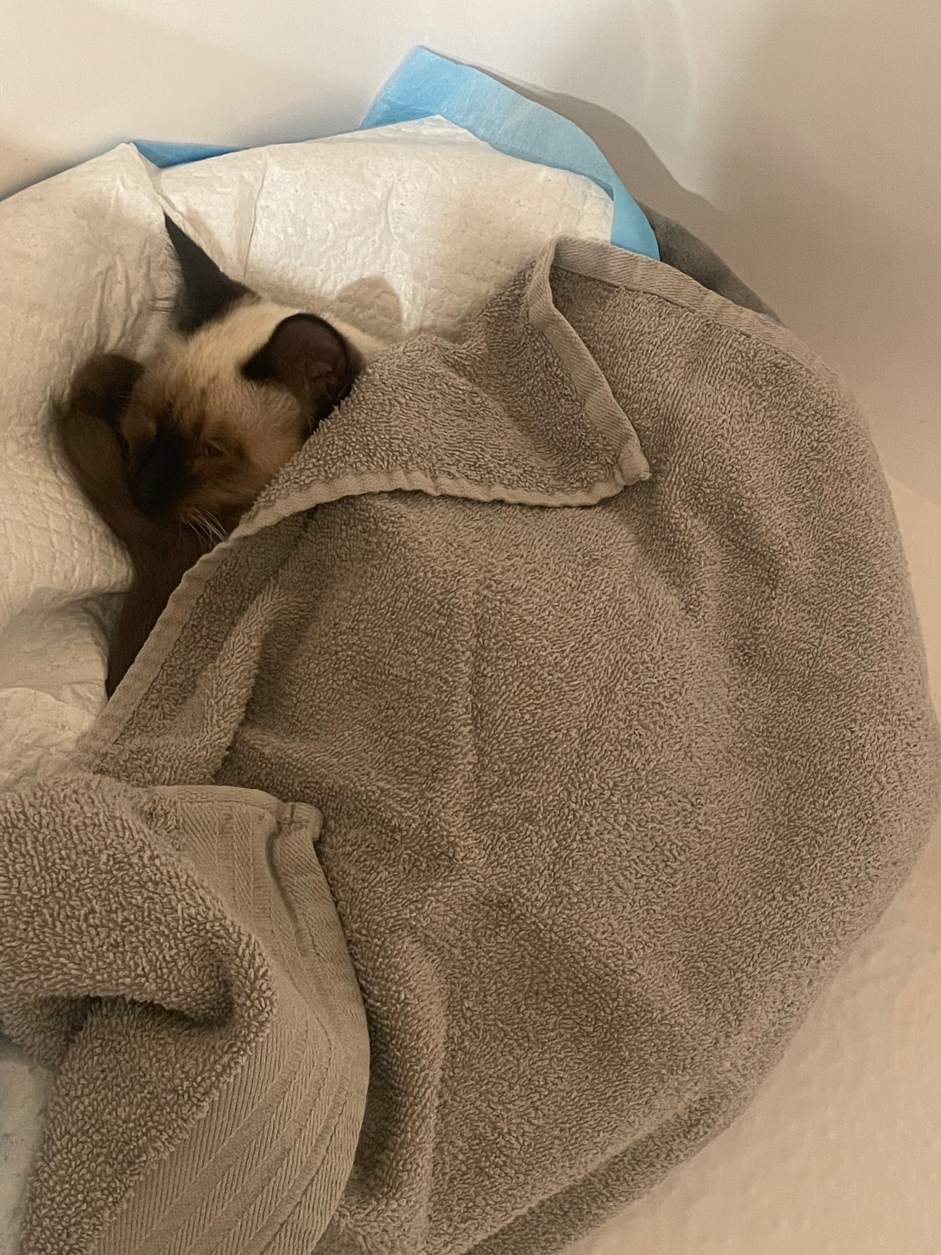 Save Oakey, Siamese kitten hit by car campaign photo, 5 of 8