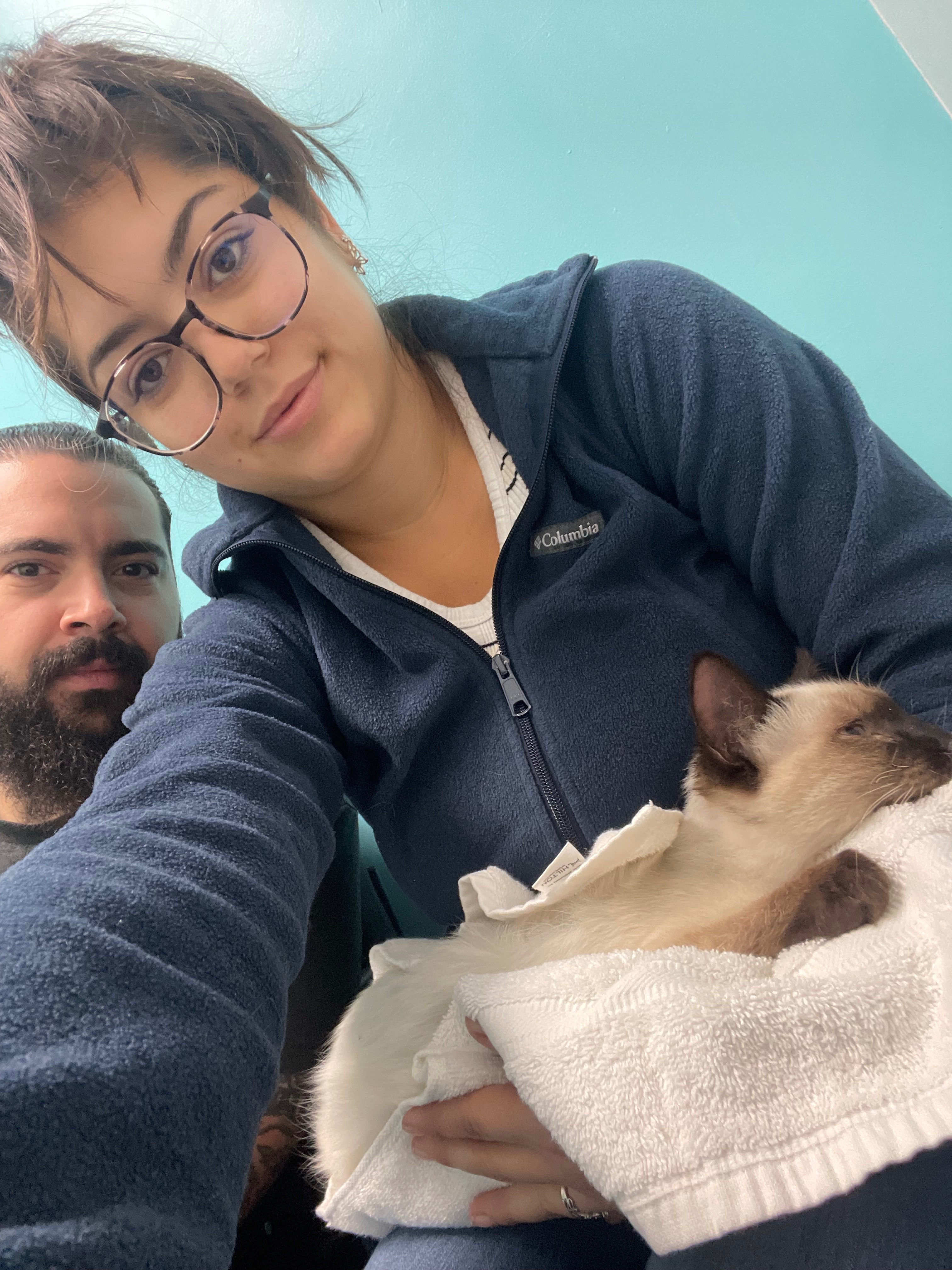 Save Oakey, Siamese kitten hit by car campaign photo, 6 of 8