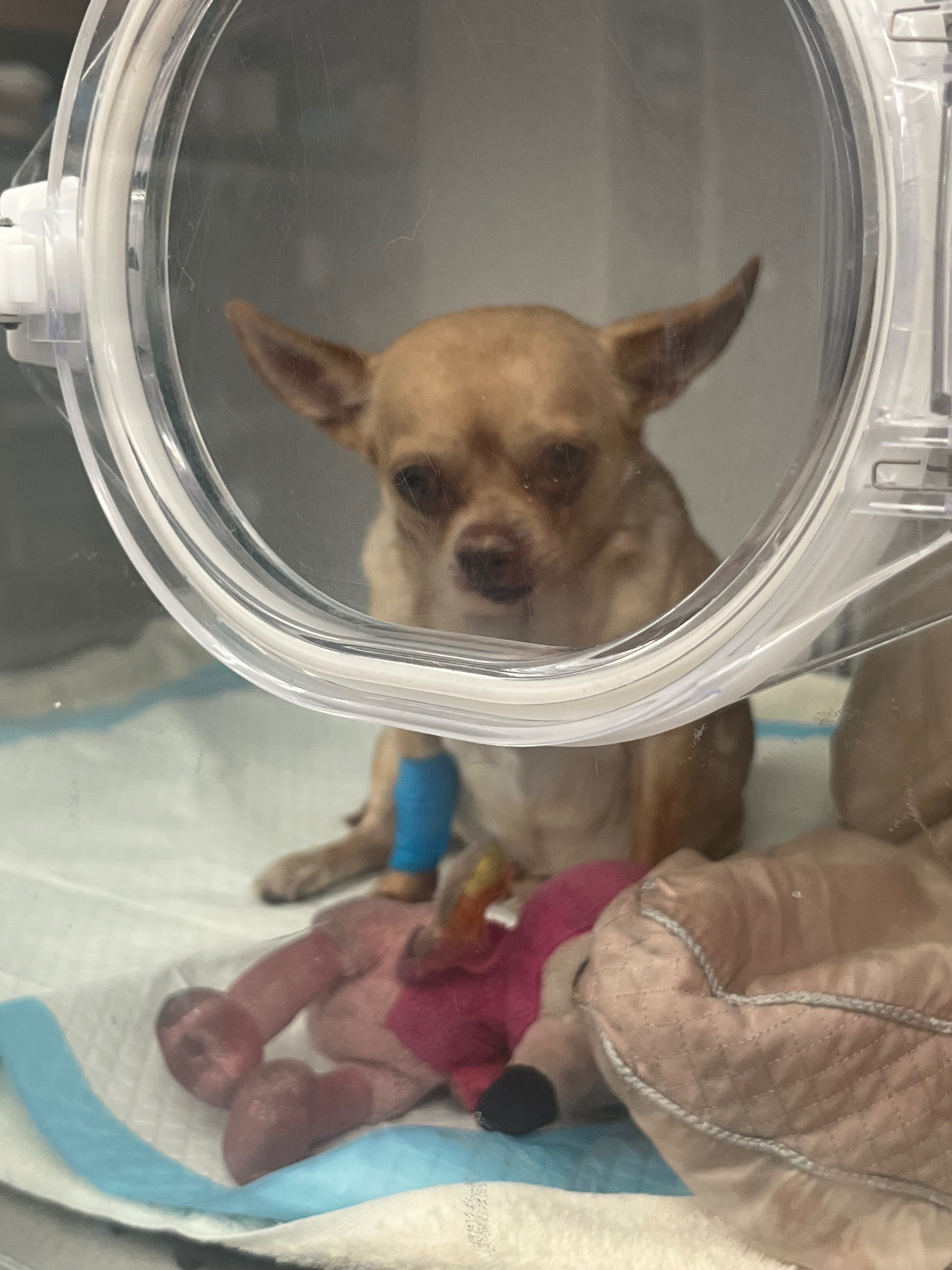Save Anaya: The Leeman Family's Dog campaign photo, 2 of 4