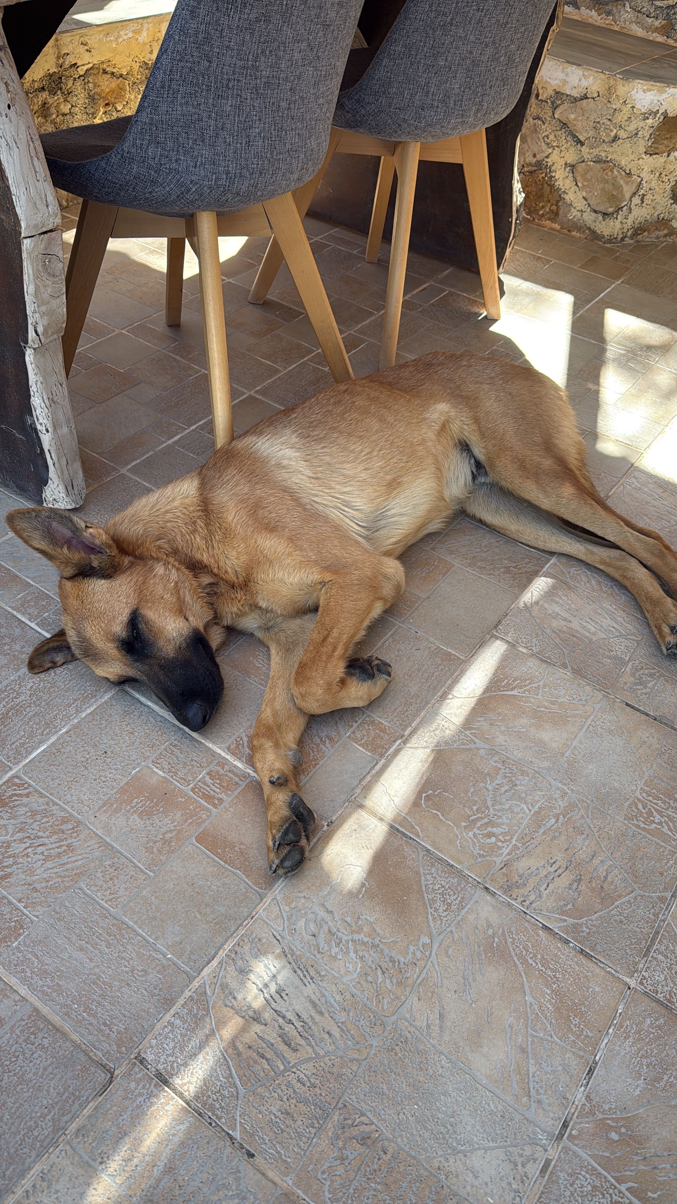 Help Duke to be rehomed - vets, jabs, paperwork etc campaign photo, 7 of 8