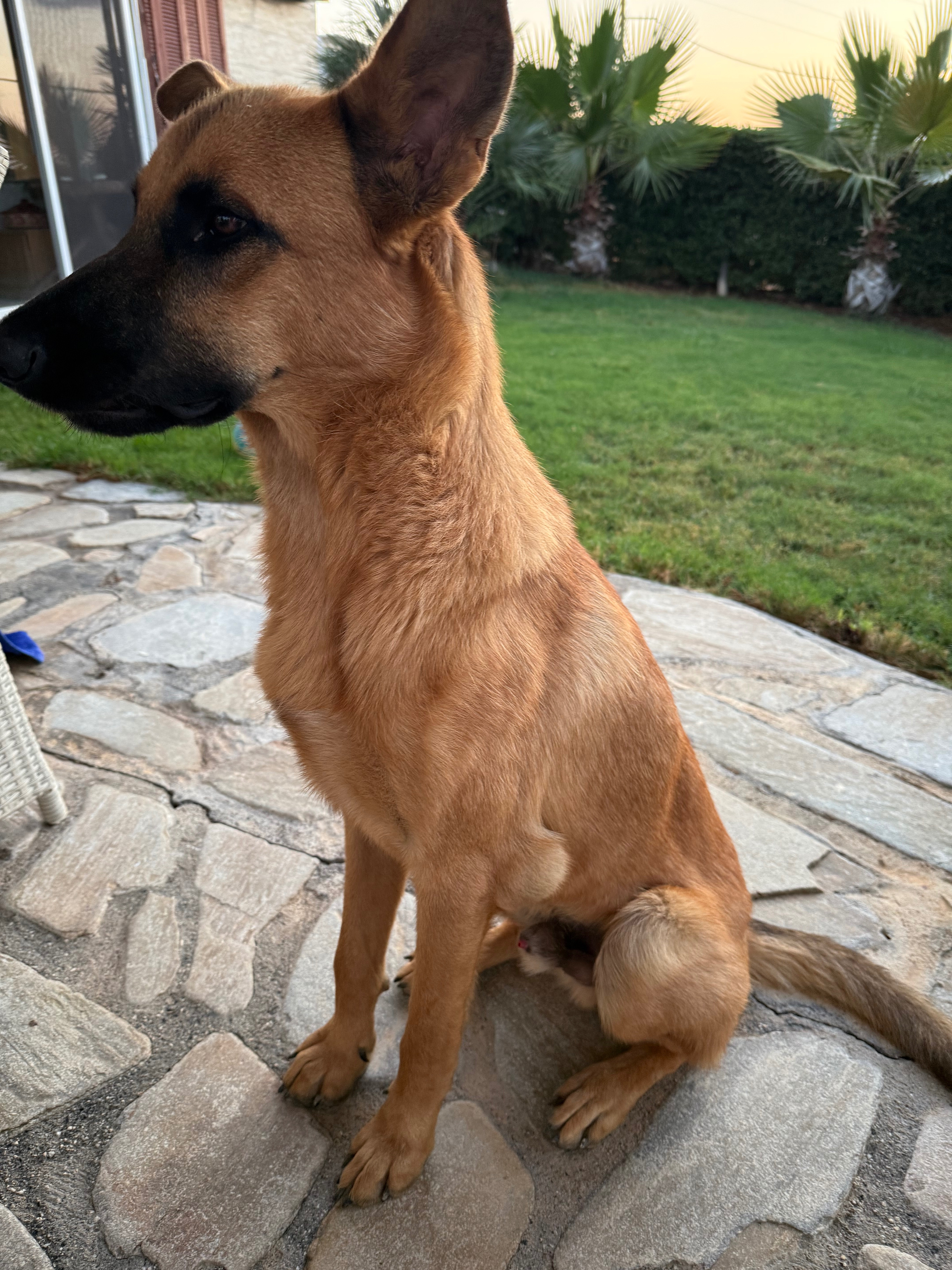 Help Duke to be rehomed - vets, jabs, paperwork etc campaign photo, 2 of 8