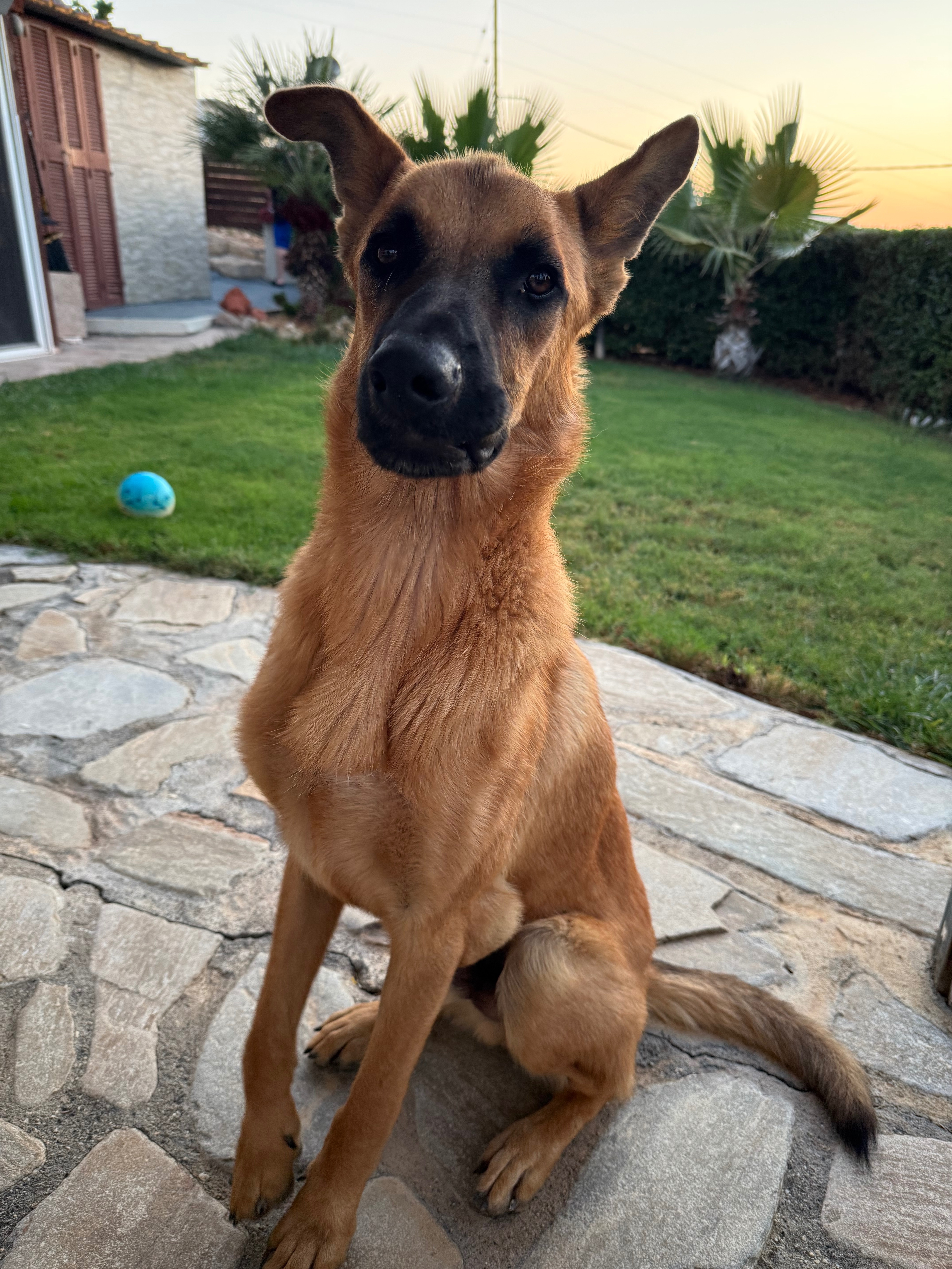 Help Duke to be rehomed - vets, jabs, paperwork etc campaign photo, 4 of 8