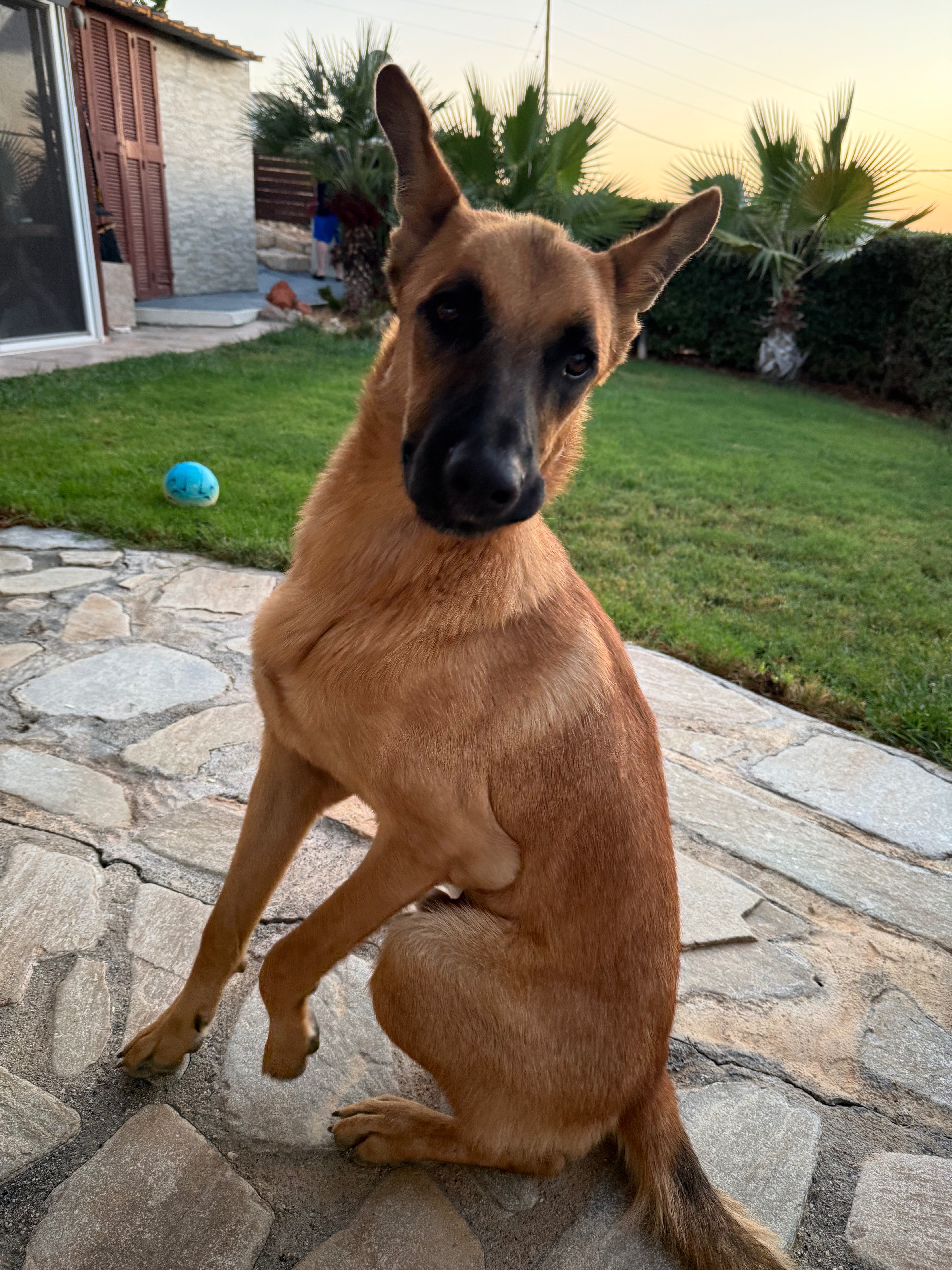 Help Duke to be rehomed - vets, jabs, paperwork etc campaign photo, 5 of 8