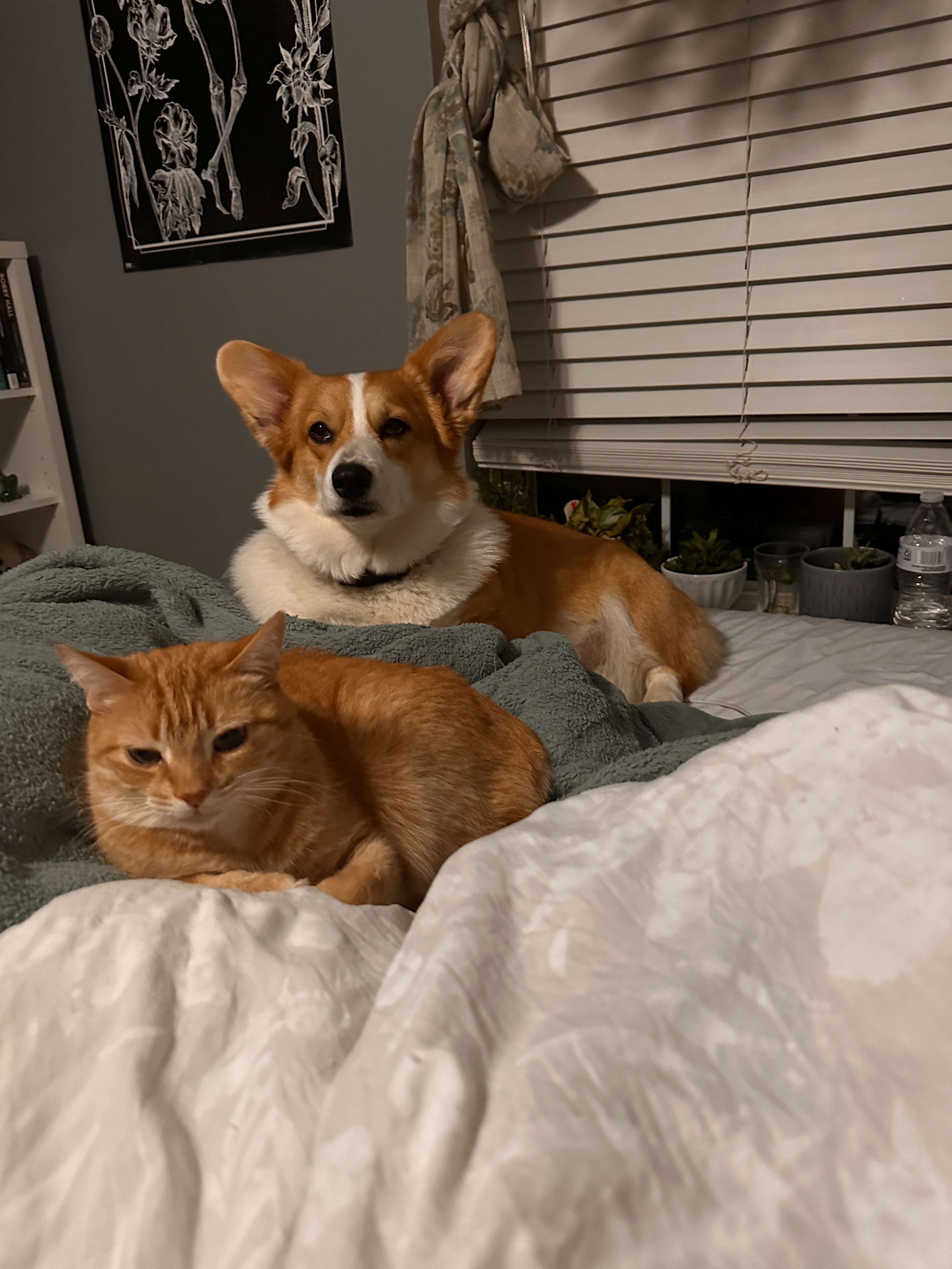 Help Kurama Heal After Dog Attack campaign photo, 2 of 6