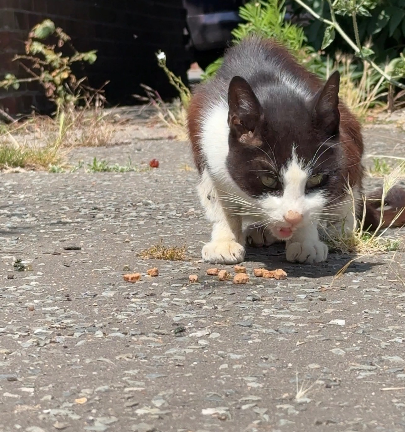 Saving strays - Support Tendring feral rescue’s vet cost. campaign photo, 4 of 8