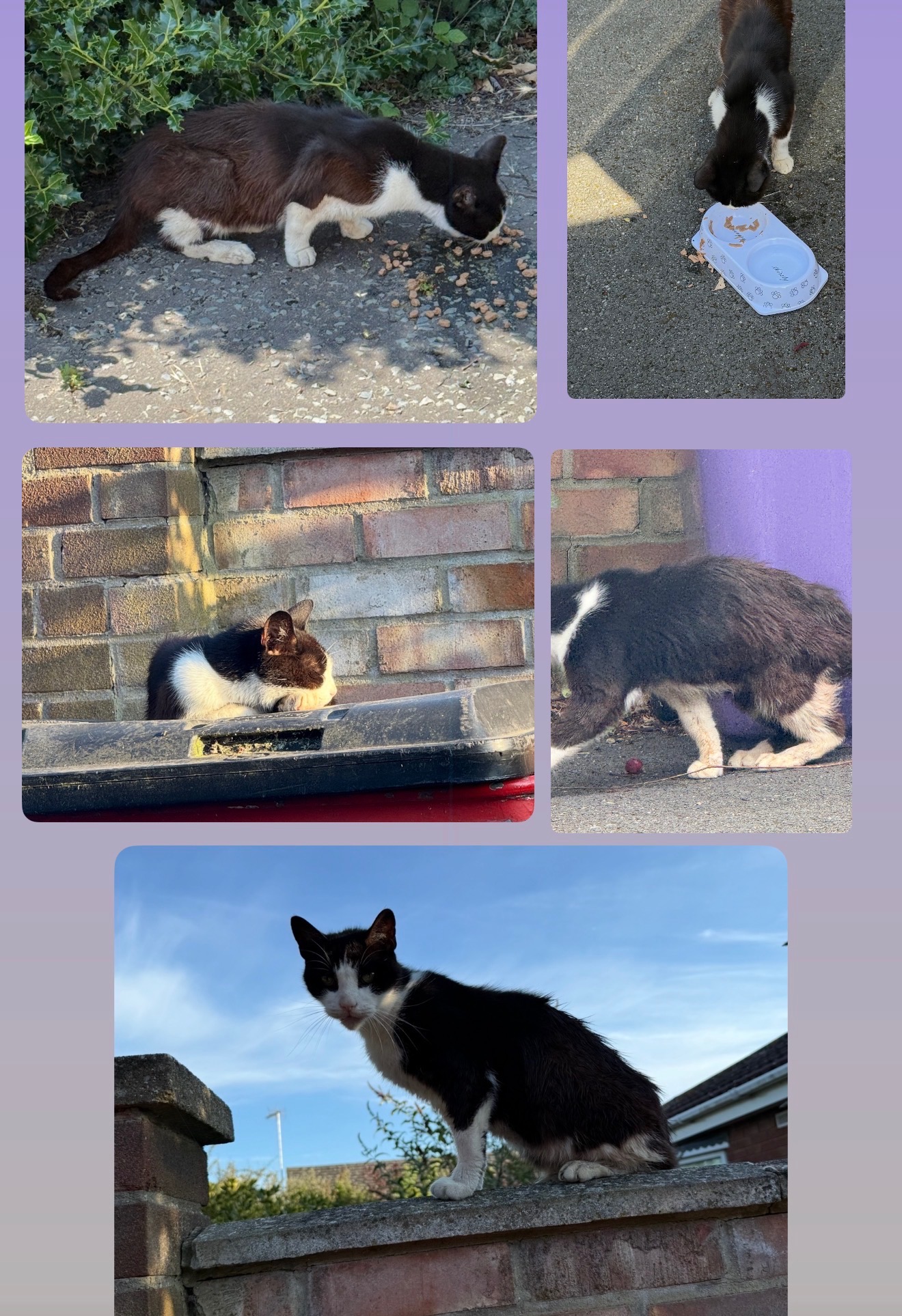 Saving strays - Support Tendring feral rescue’s vet cost. campaign photo, 5 of 8