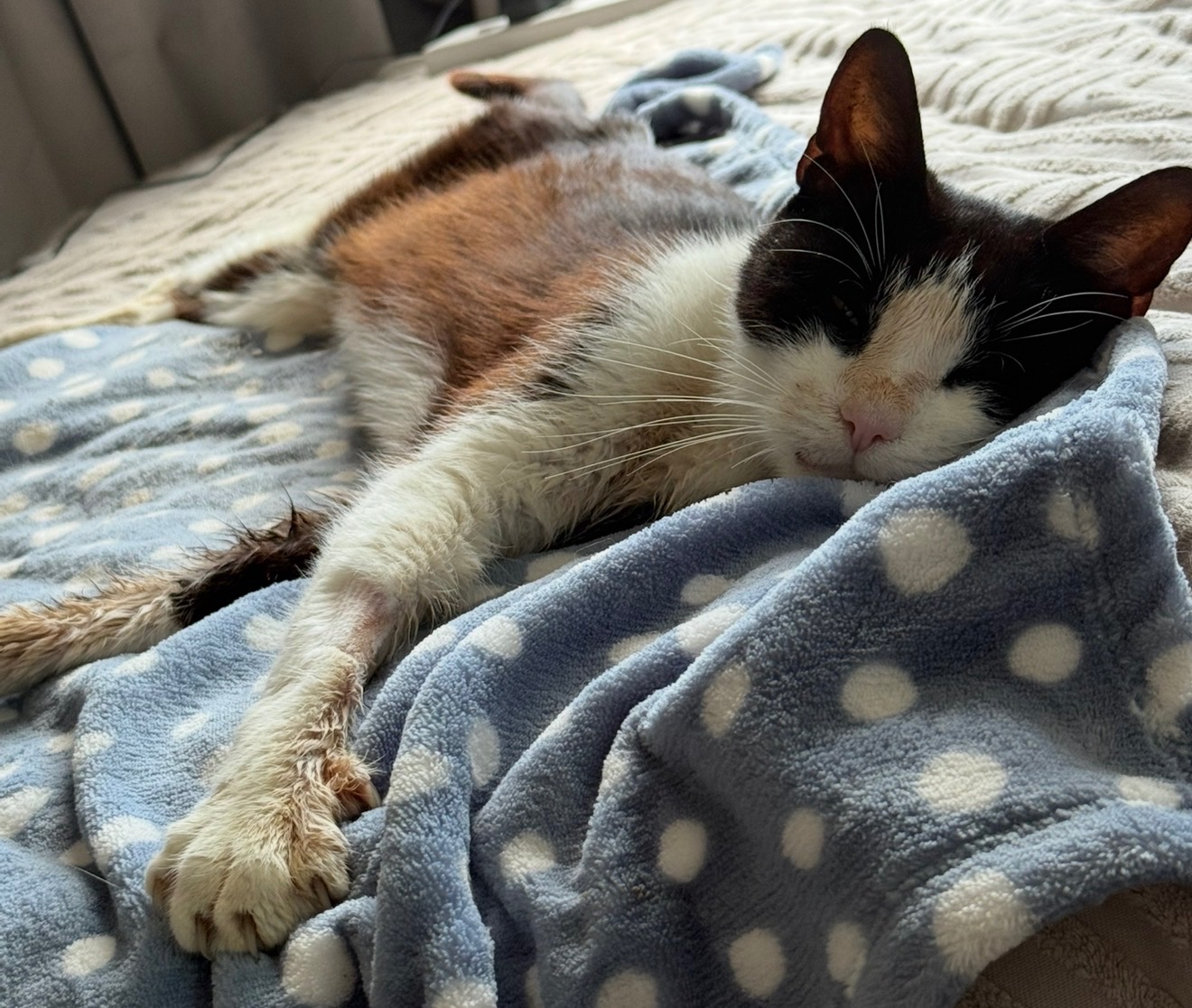 Saving strays - Support Tendring feral rescue’s vet cost. campaign photo, 6 of 8