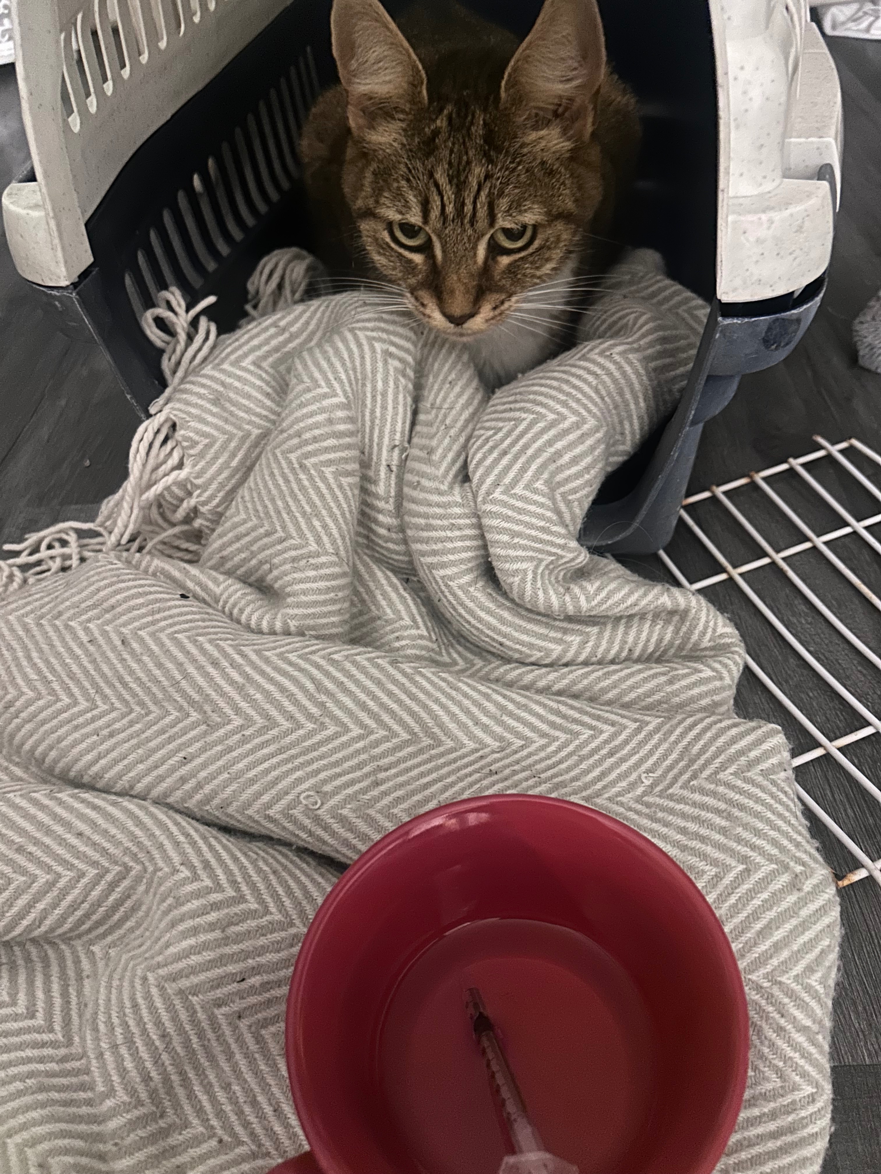 Vet bills & ashes - please see updates campaign photo, 2 of 4