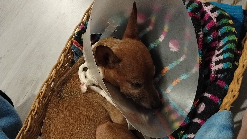 Aiutatemi ad aiutare Asso il mio cagnolino nato sfortunato