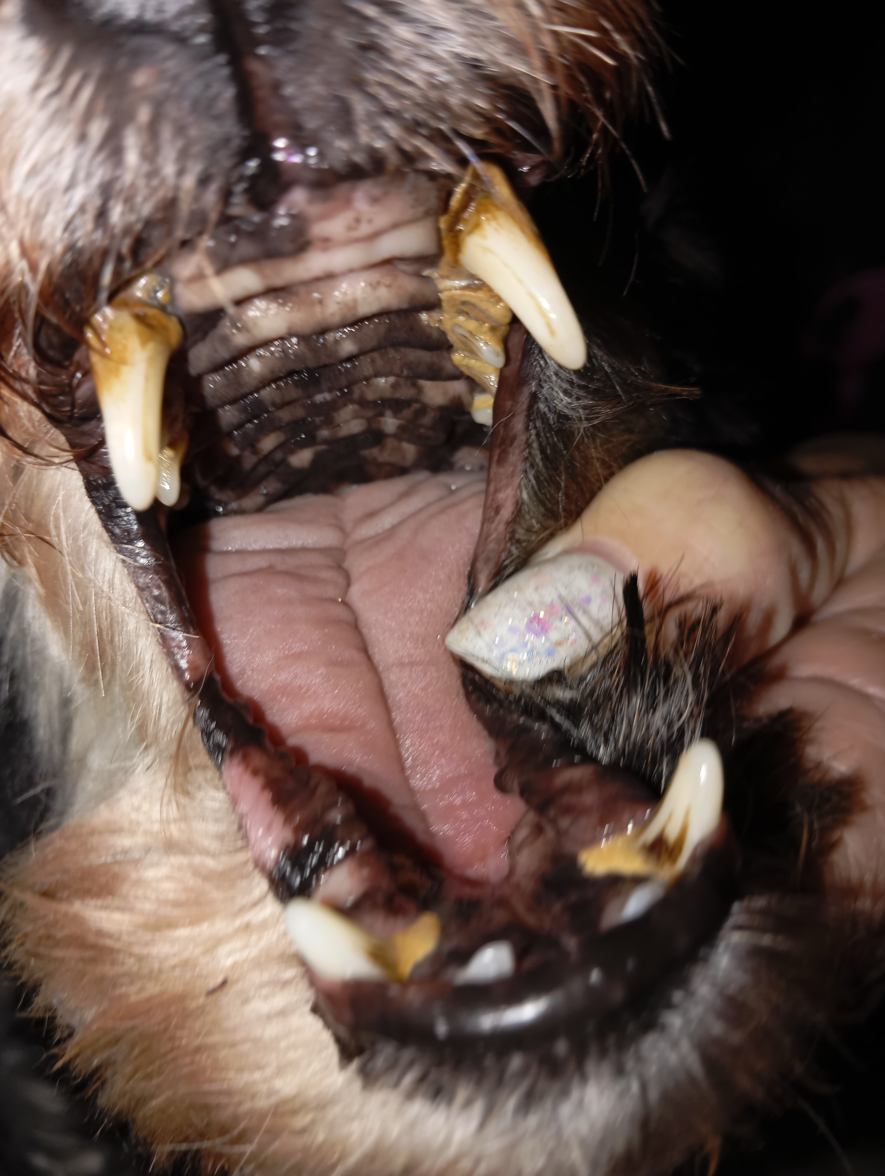 Ein kleiner Hund braucht Hilfe... campaign photo, 5 of 6
