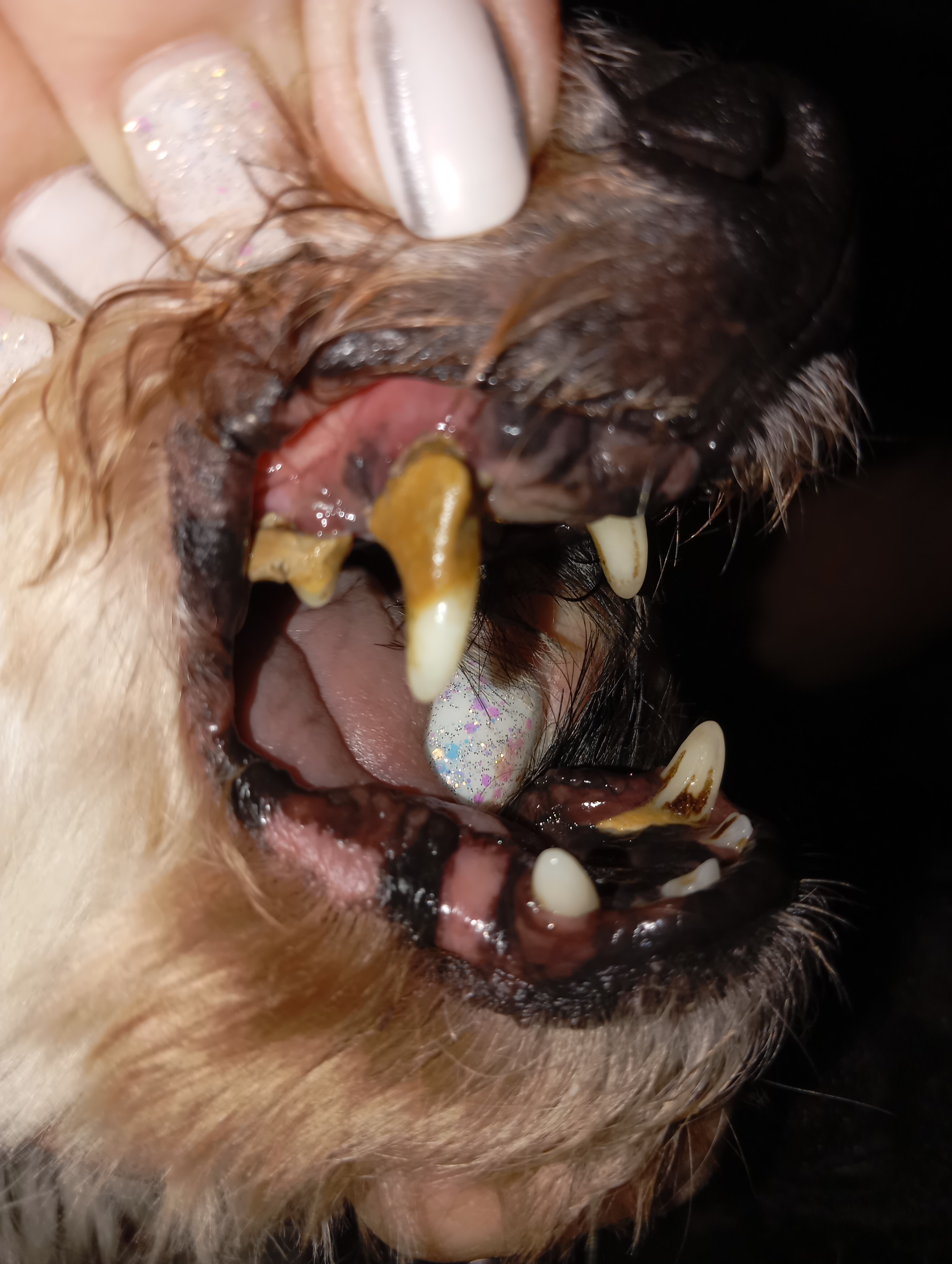 Ein kleiner Hund braucht Hilfe... campaign photo, 2 of 6