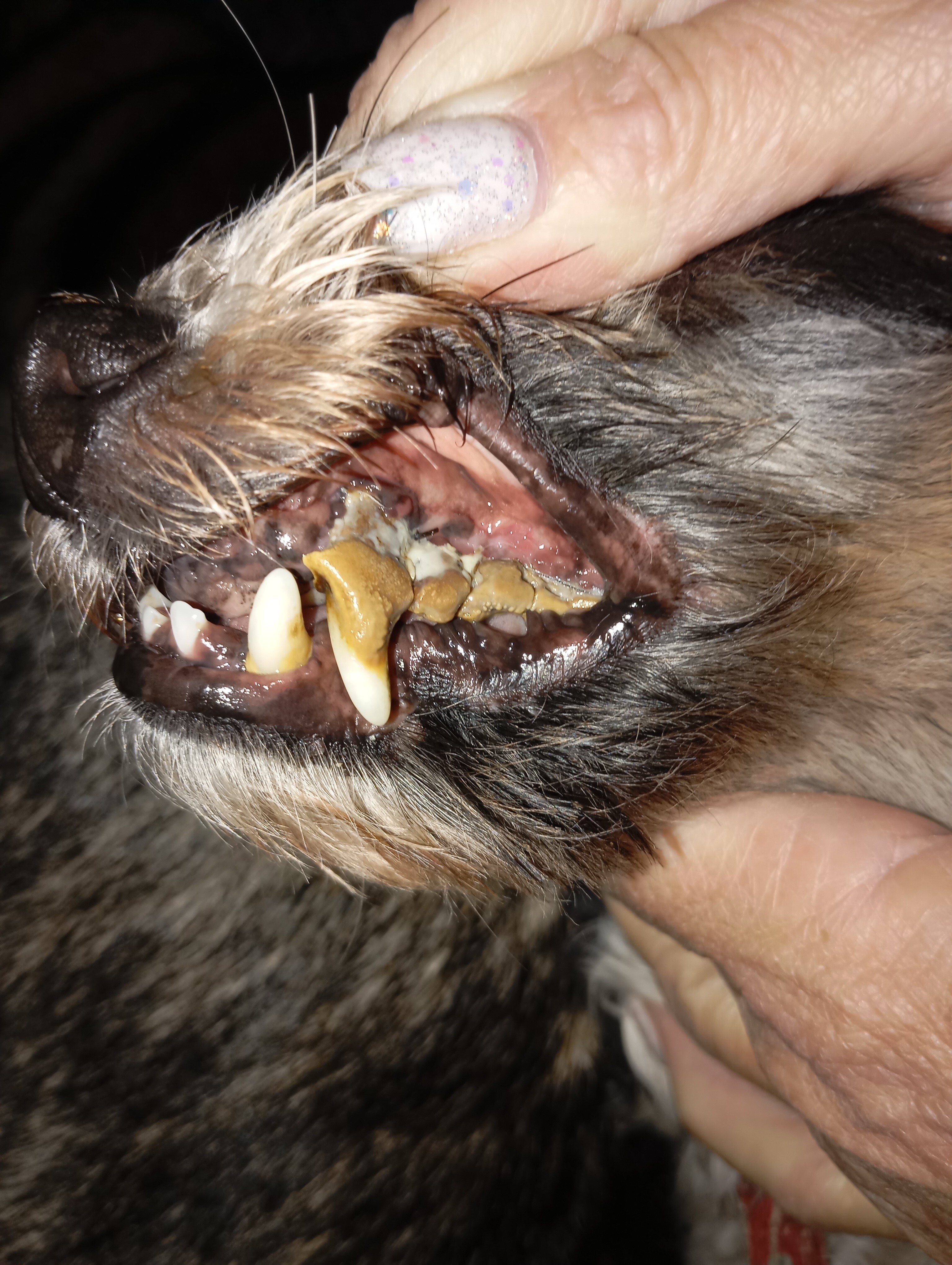 Ein kleiner Hund braucht Hilfe... campaign photo, 4 of 6