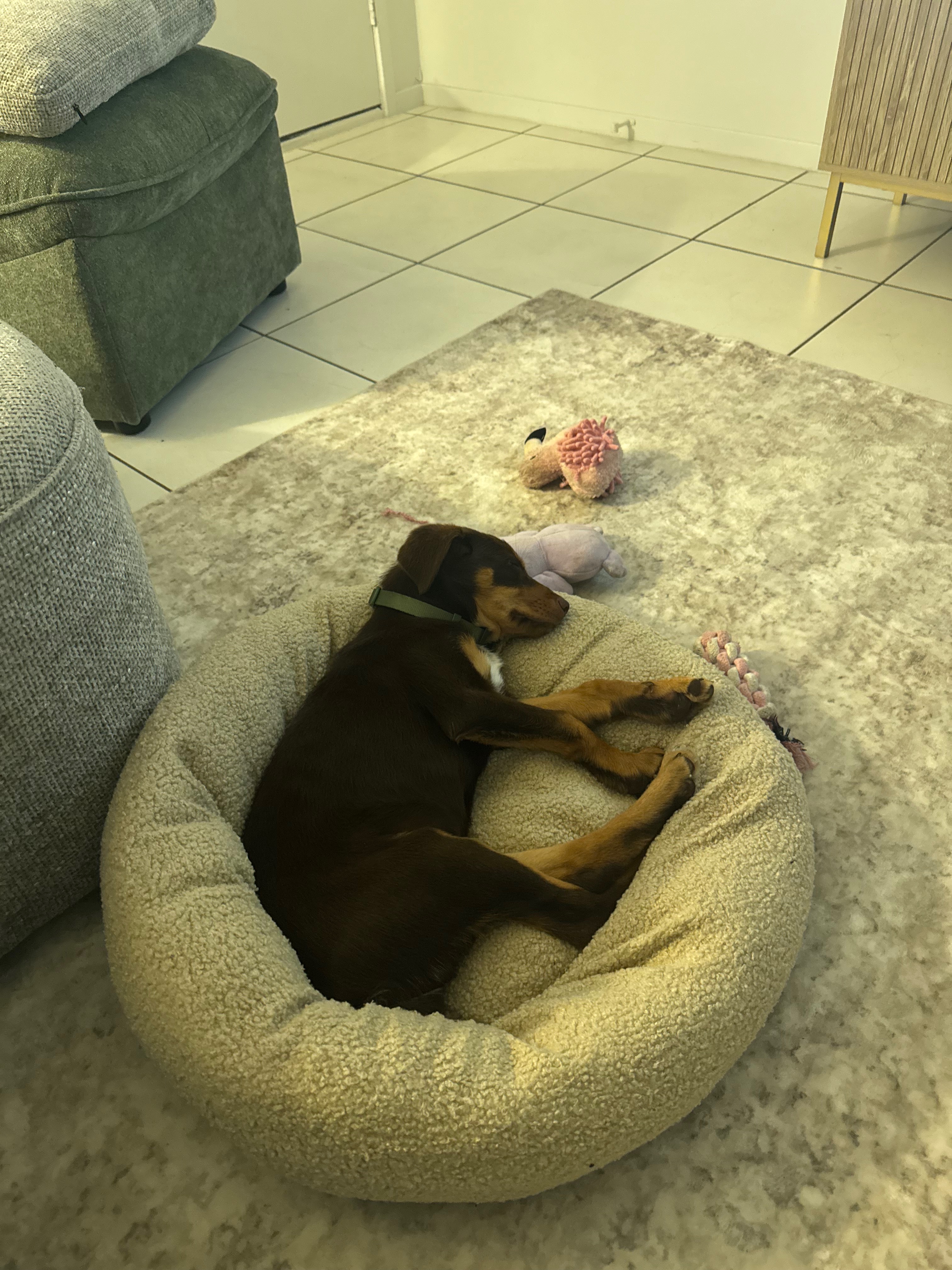 Help Billie with her parvovirus medical treatment campaign photo, 4 of 5