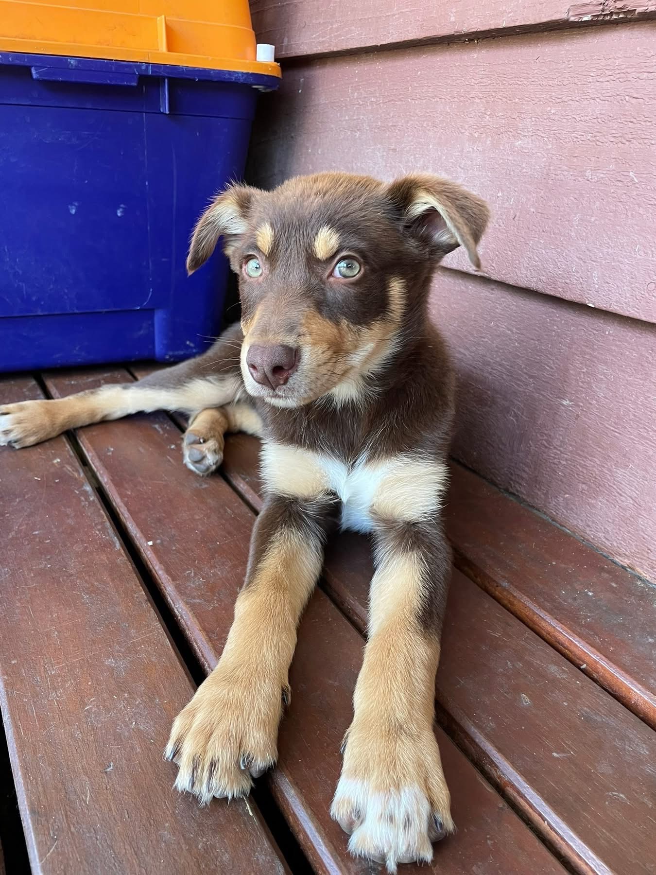 Help Billie with her parvovirus medical treatment campaign photo, 2 of 5