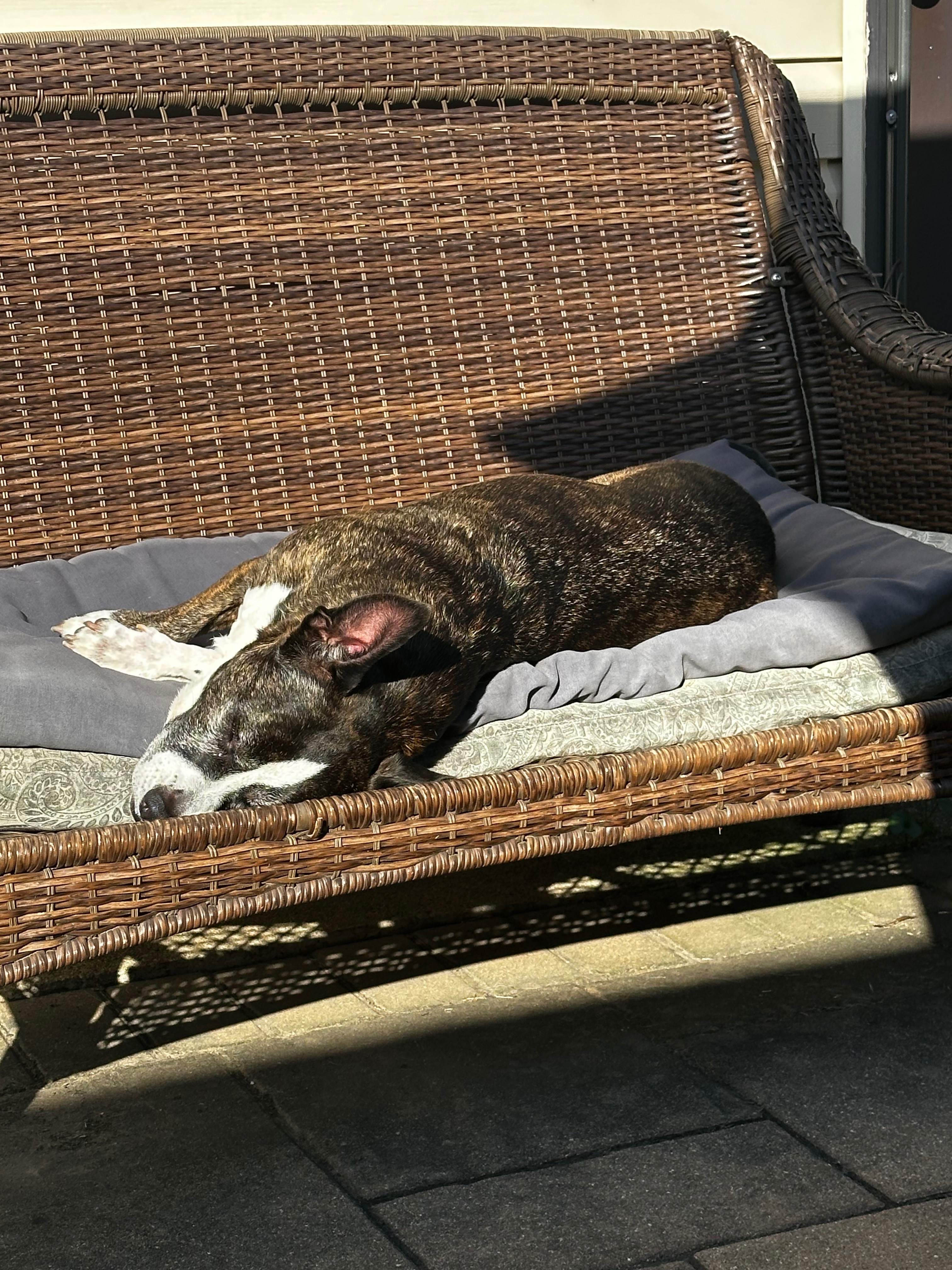 Bring Rogue Home: Donate for Her Care campaign photo, 6 of 7