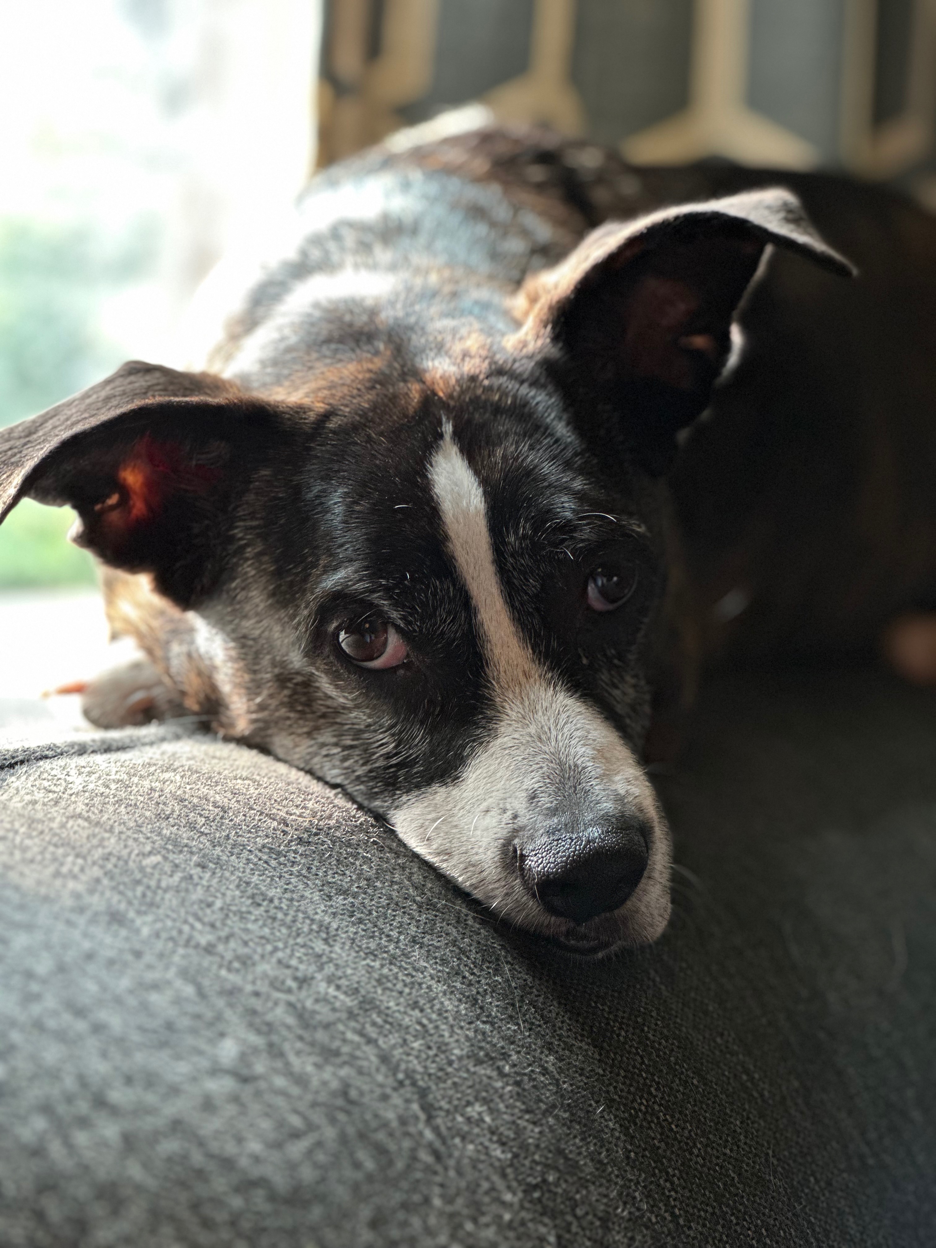 Bring Rogue Home: Donate for Her Care campaign photo, 2 of 7