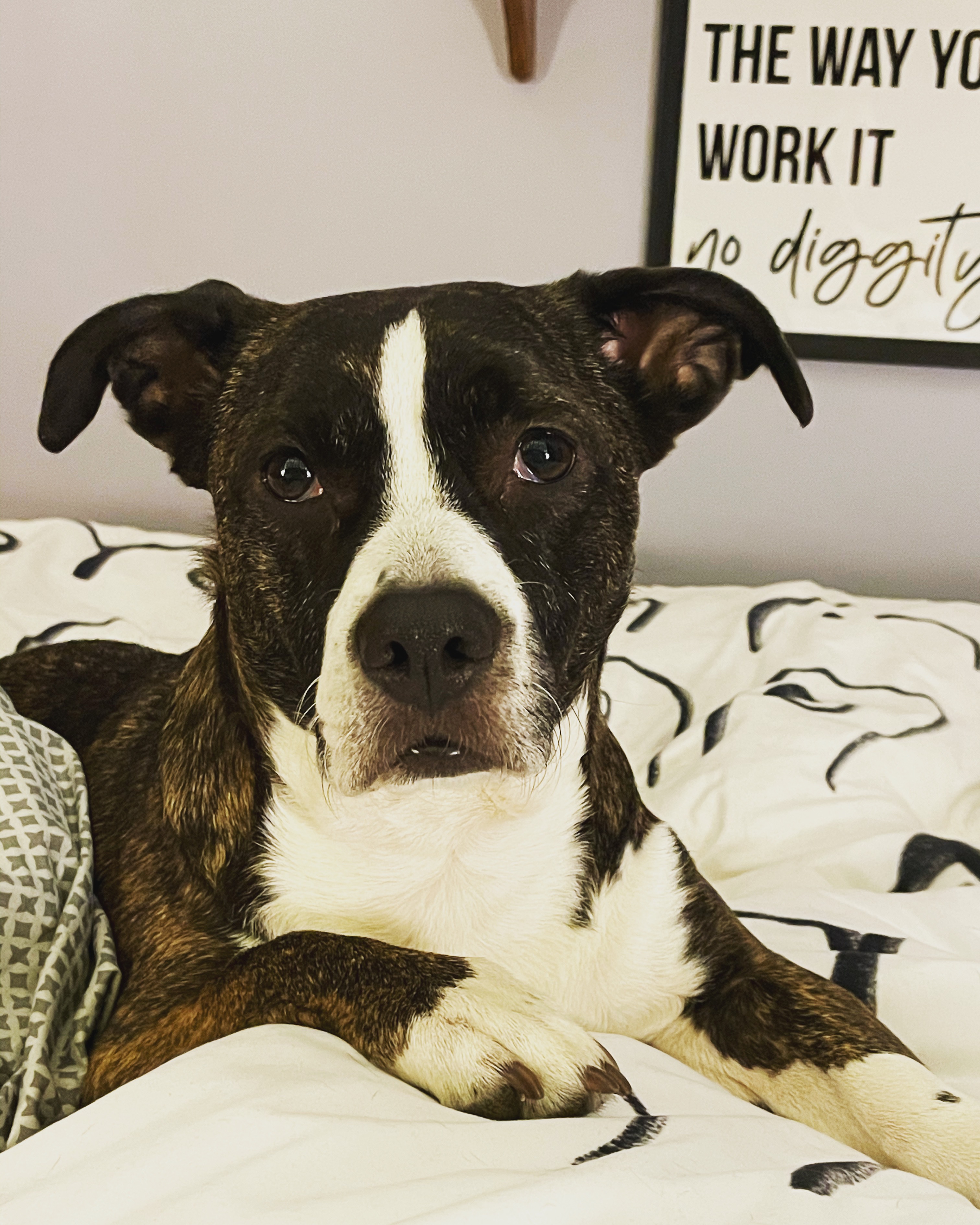Bring Rogue Home: Donate for Her Care campaign photo, 4 of 7