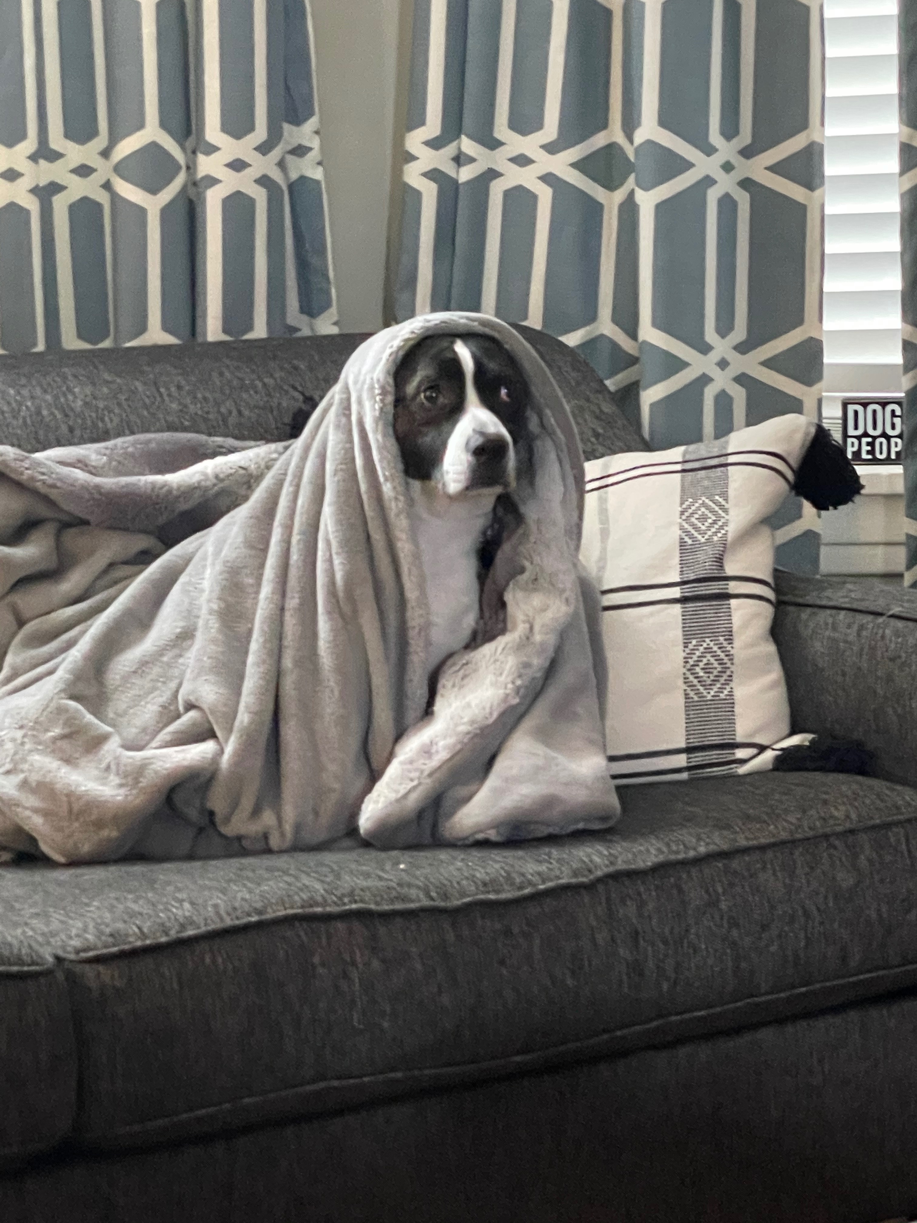 Bring Rogue Home: Donate for Her Care campaign photo, 5 of 7