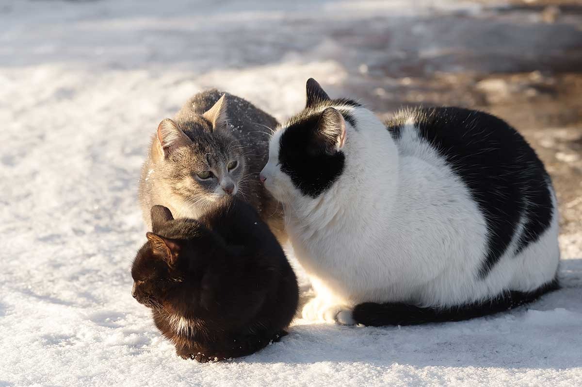 Support Declan Lee's Eagle Project for Stray Cats campaign photo, 2 of 4