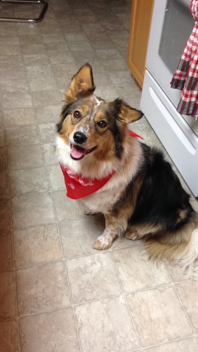 Help Me Visit Kahlua Before She Crosses the Rainbow Bridge campaign photo, 4 of 8